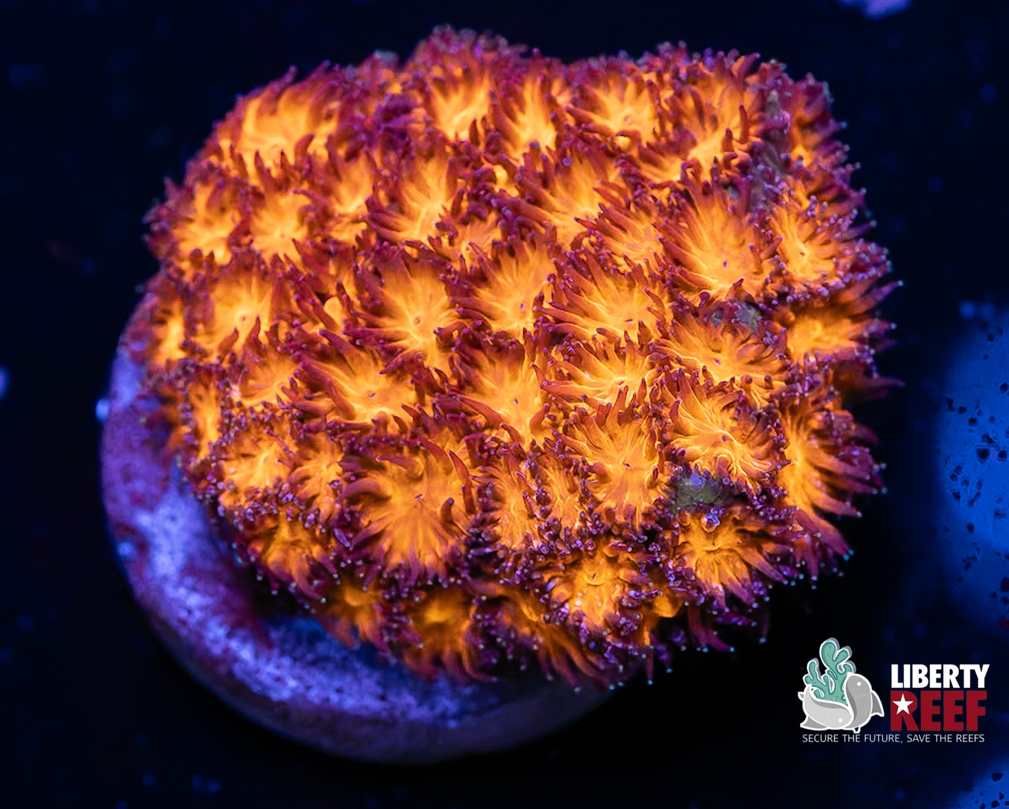 Fireball Leptastrea