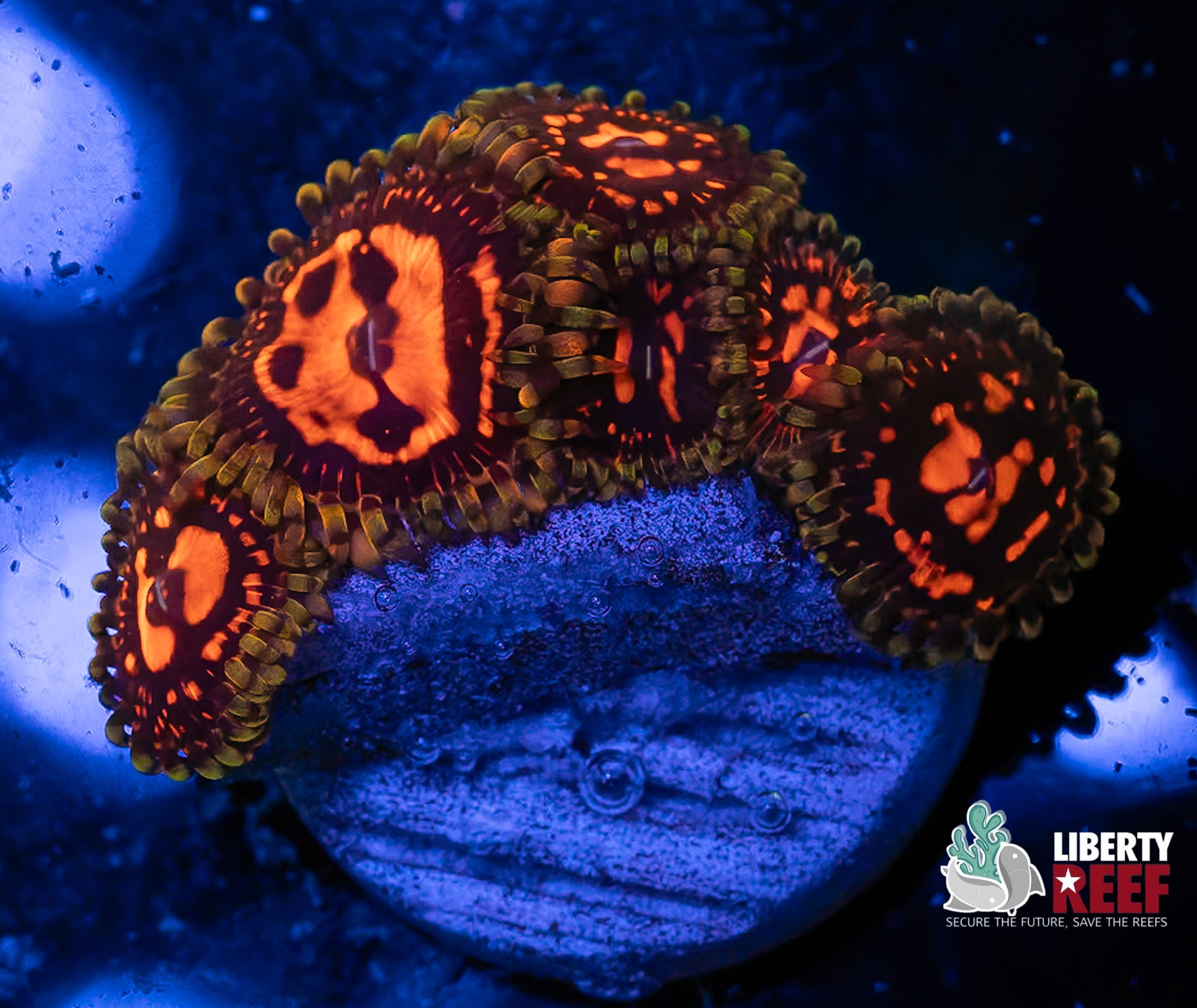 Reverse Hallucination Zoas
