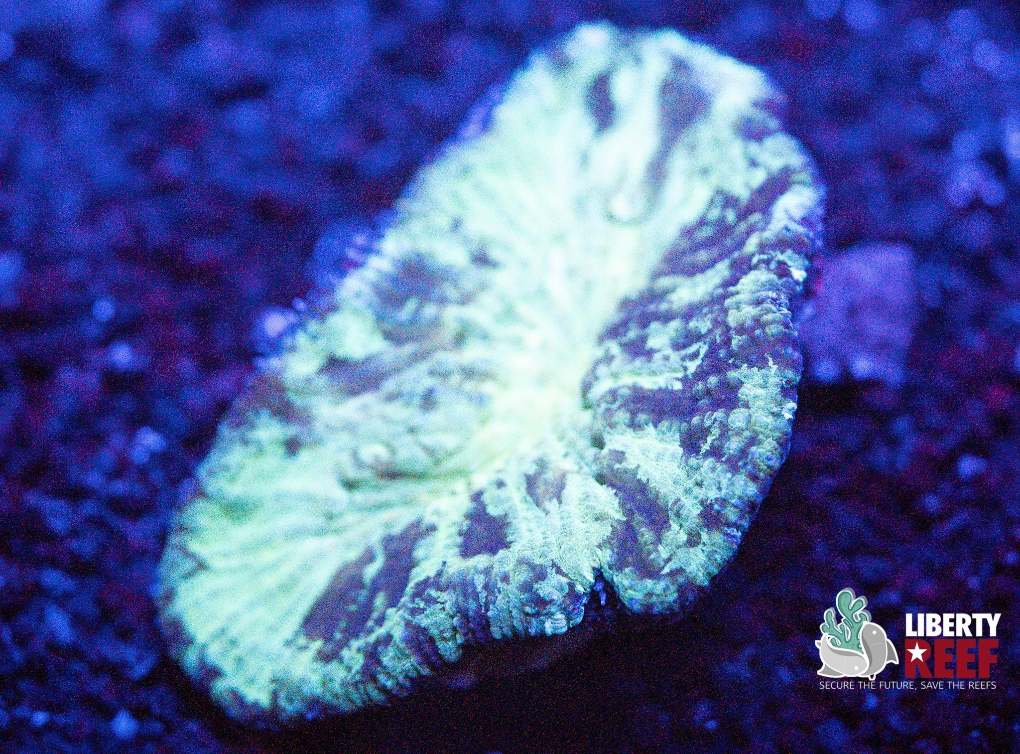 Liberty Reef Auction