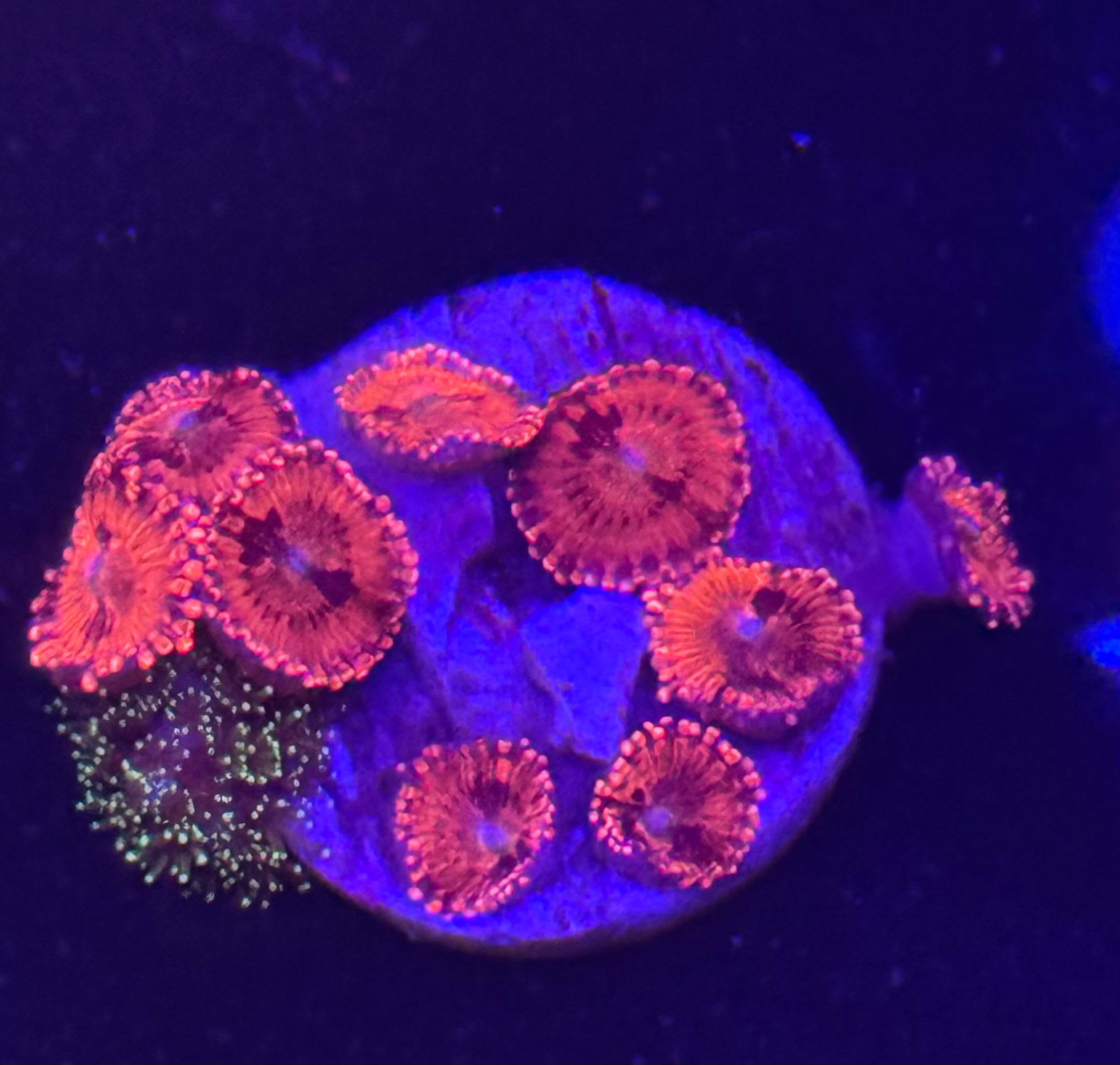 Playboy Bunny Zoas