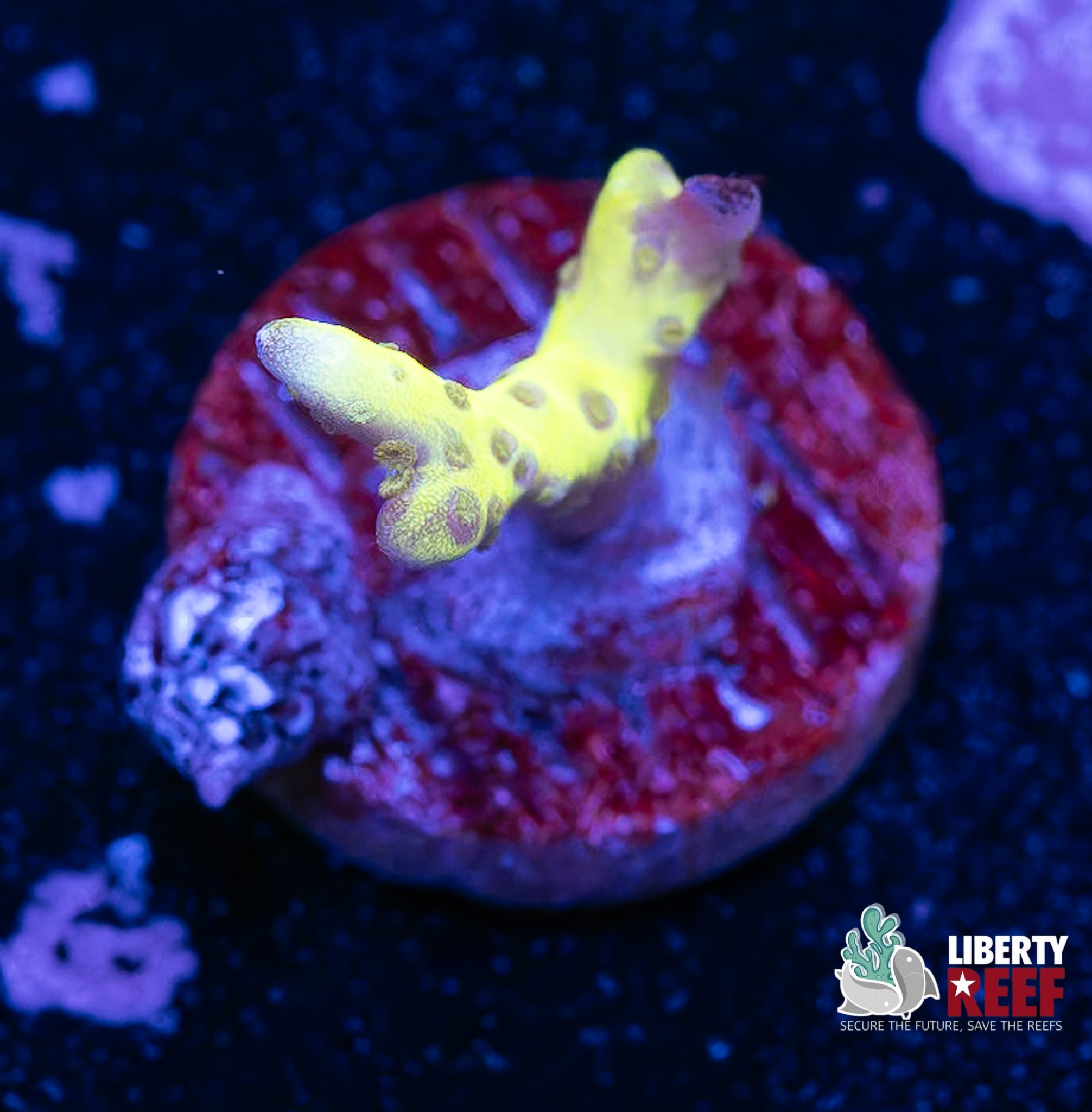 Green Goblin Anacropora