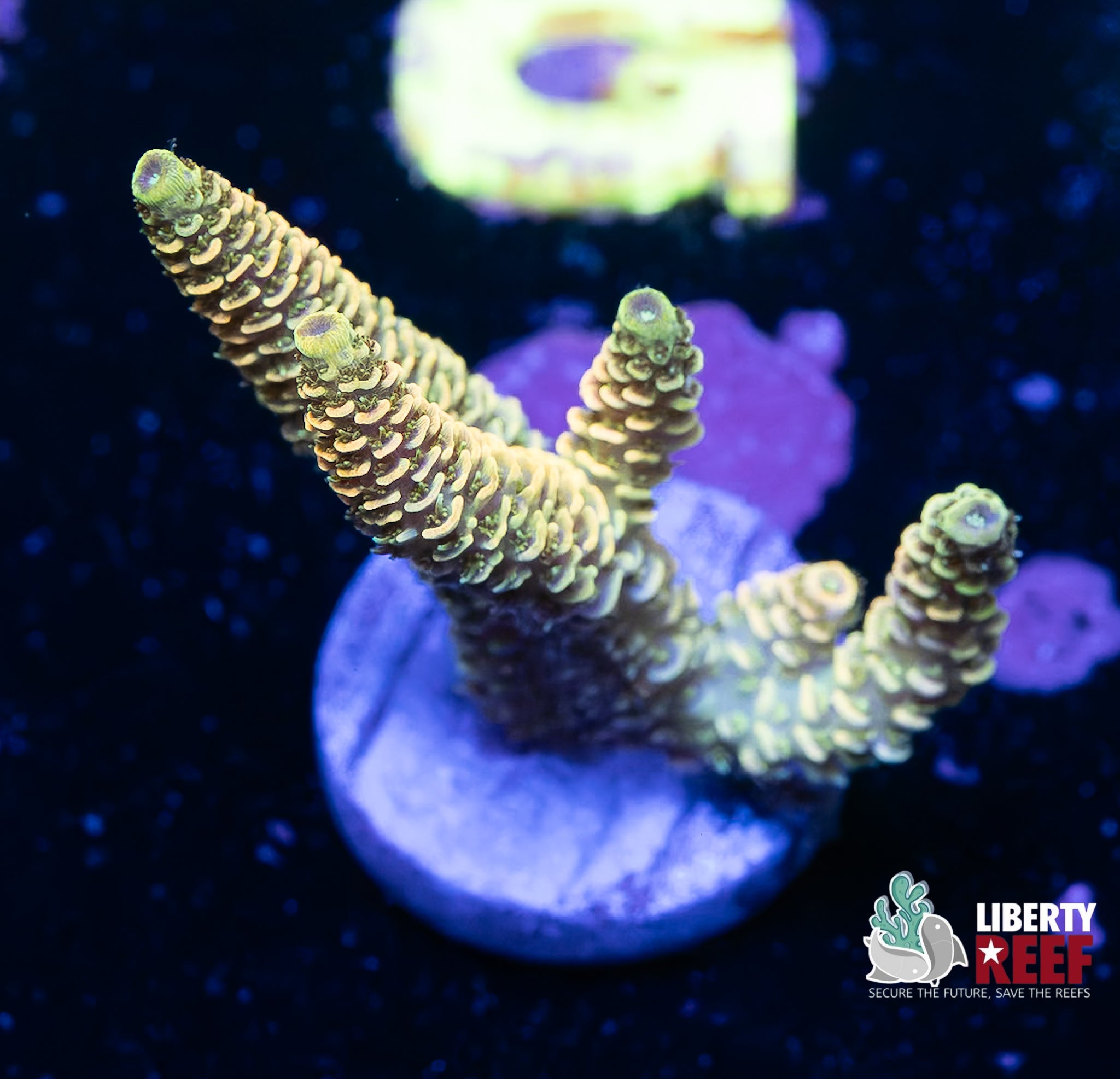 Chunky Orange Passion Acro