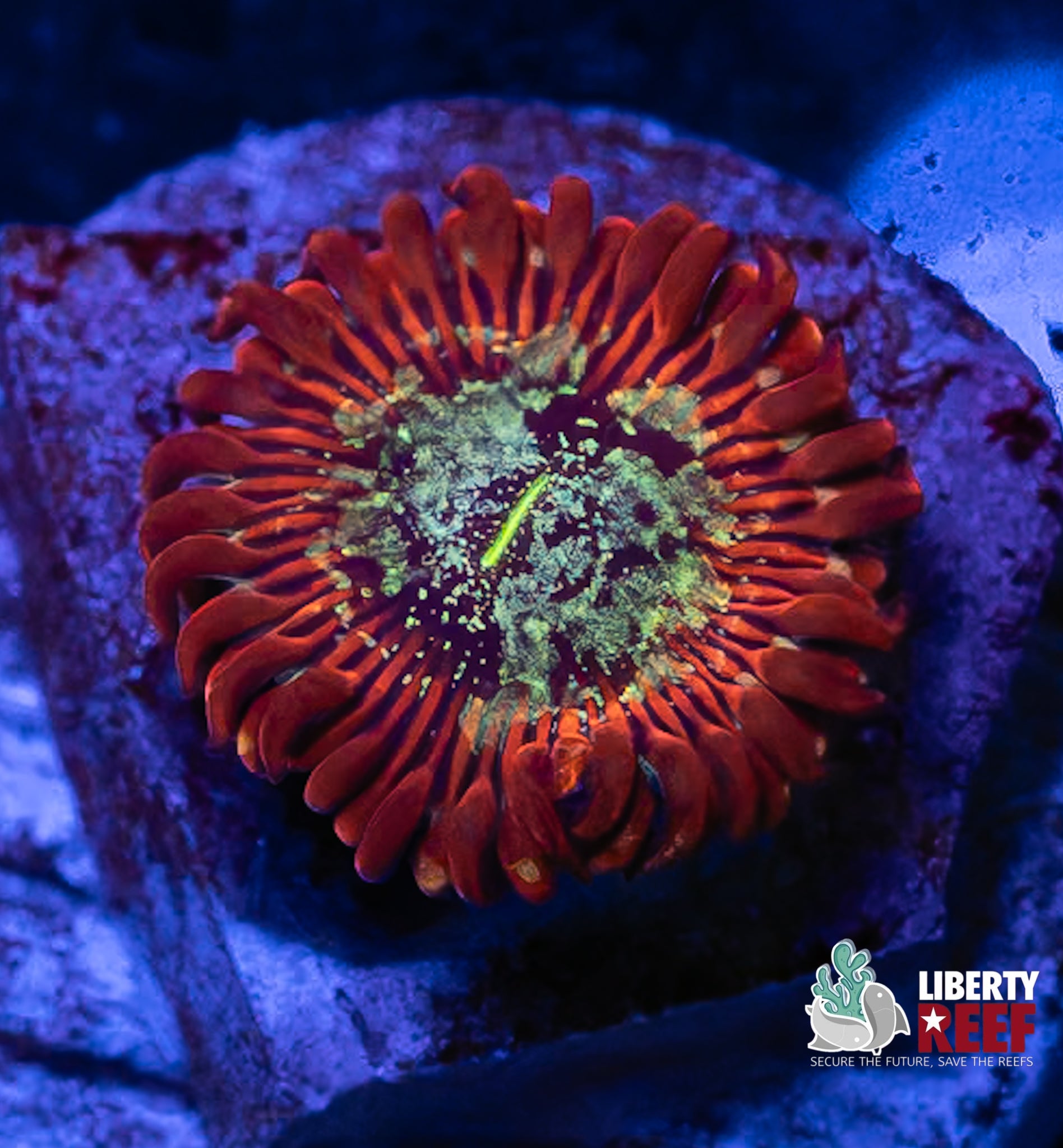 INSANE ULTIMATE AGAVE ZOA (1st Time on Auction!)