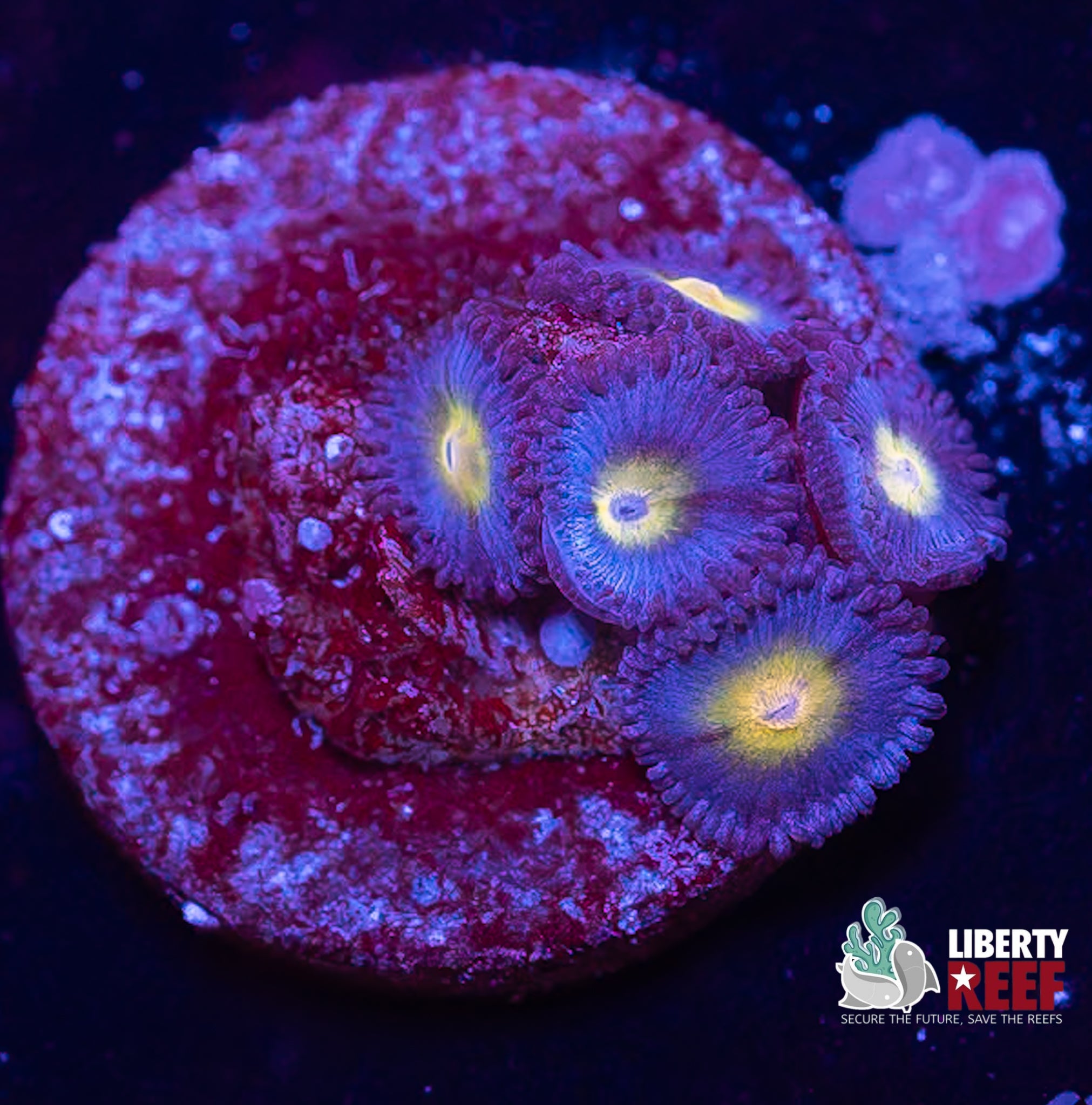 WWC AOI Zoas