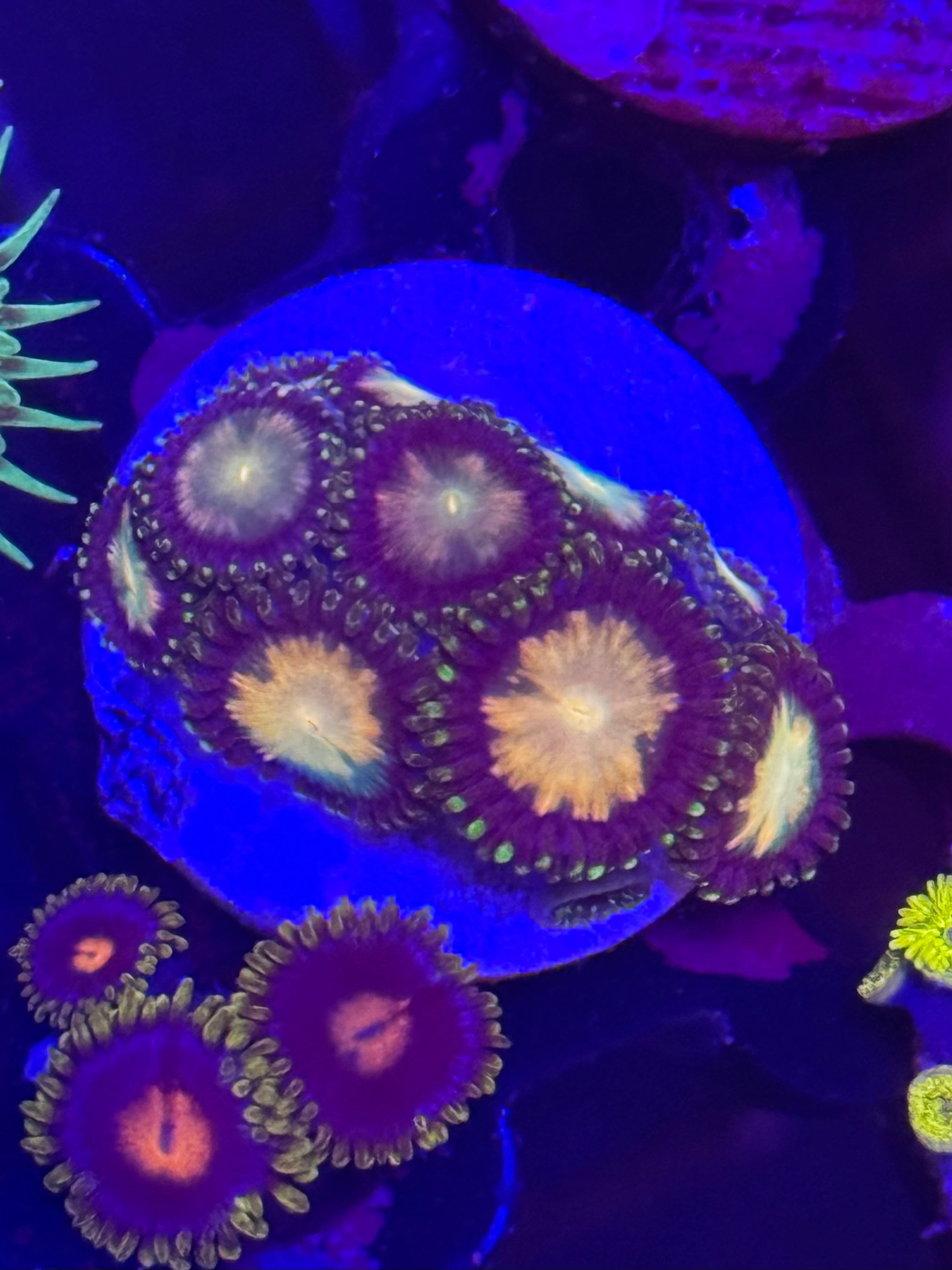 Fairy Dust Zoas