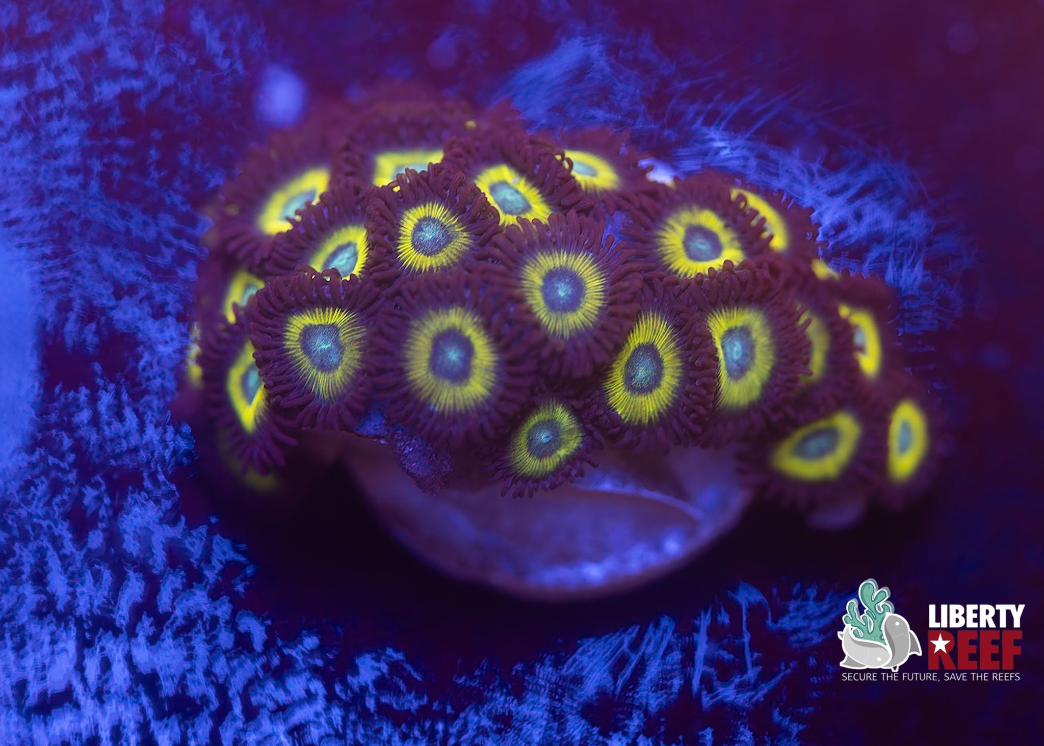 Vulcan Blood Zoas