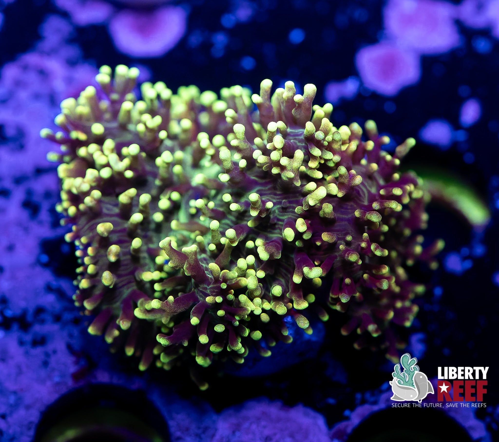 Liberty Reef Auction