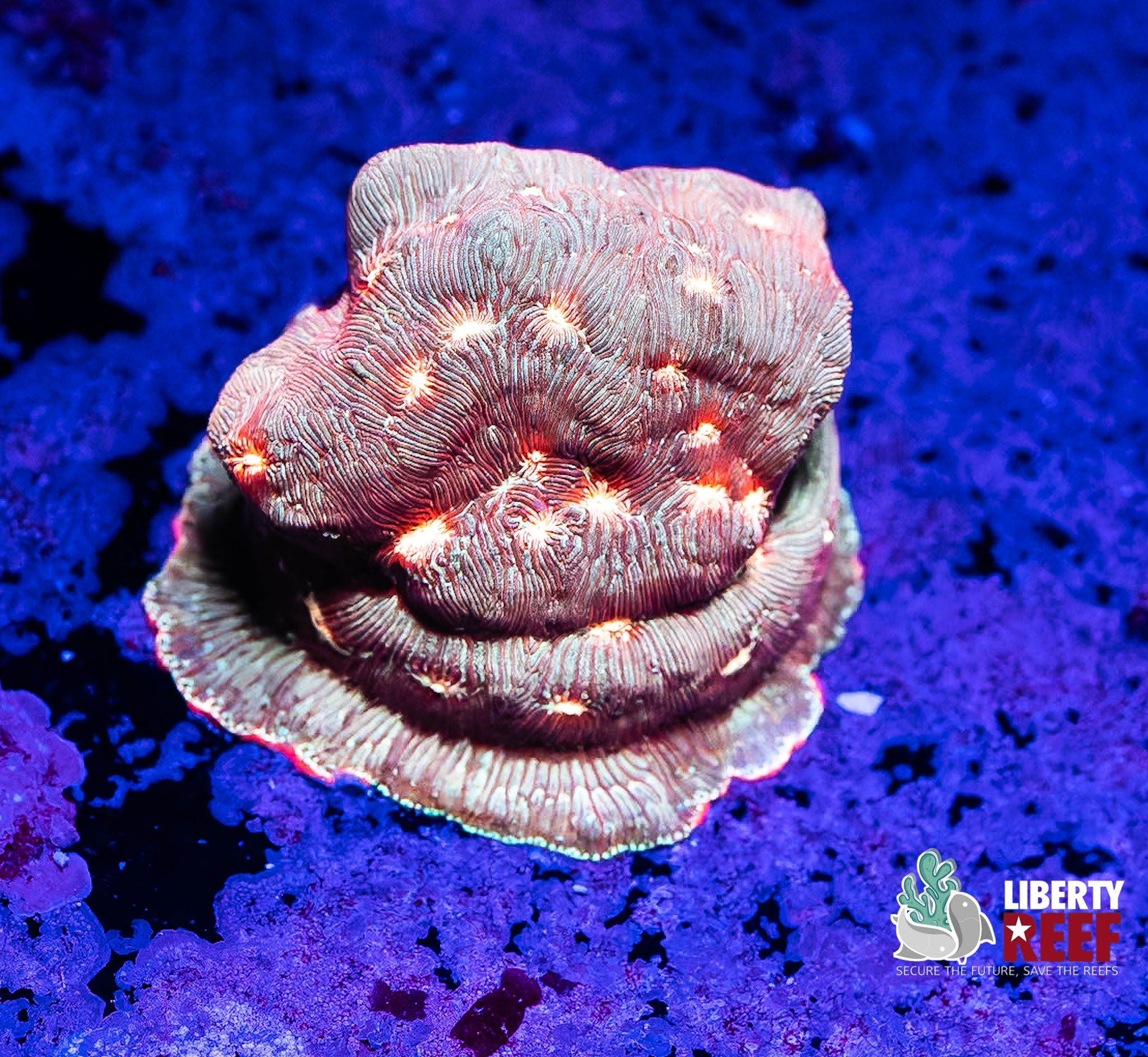 Encrusting Pink Leptoseris