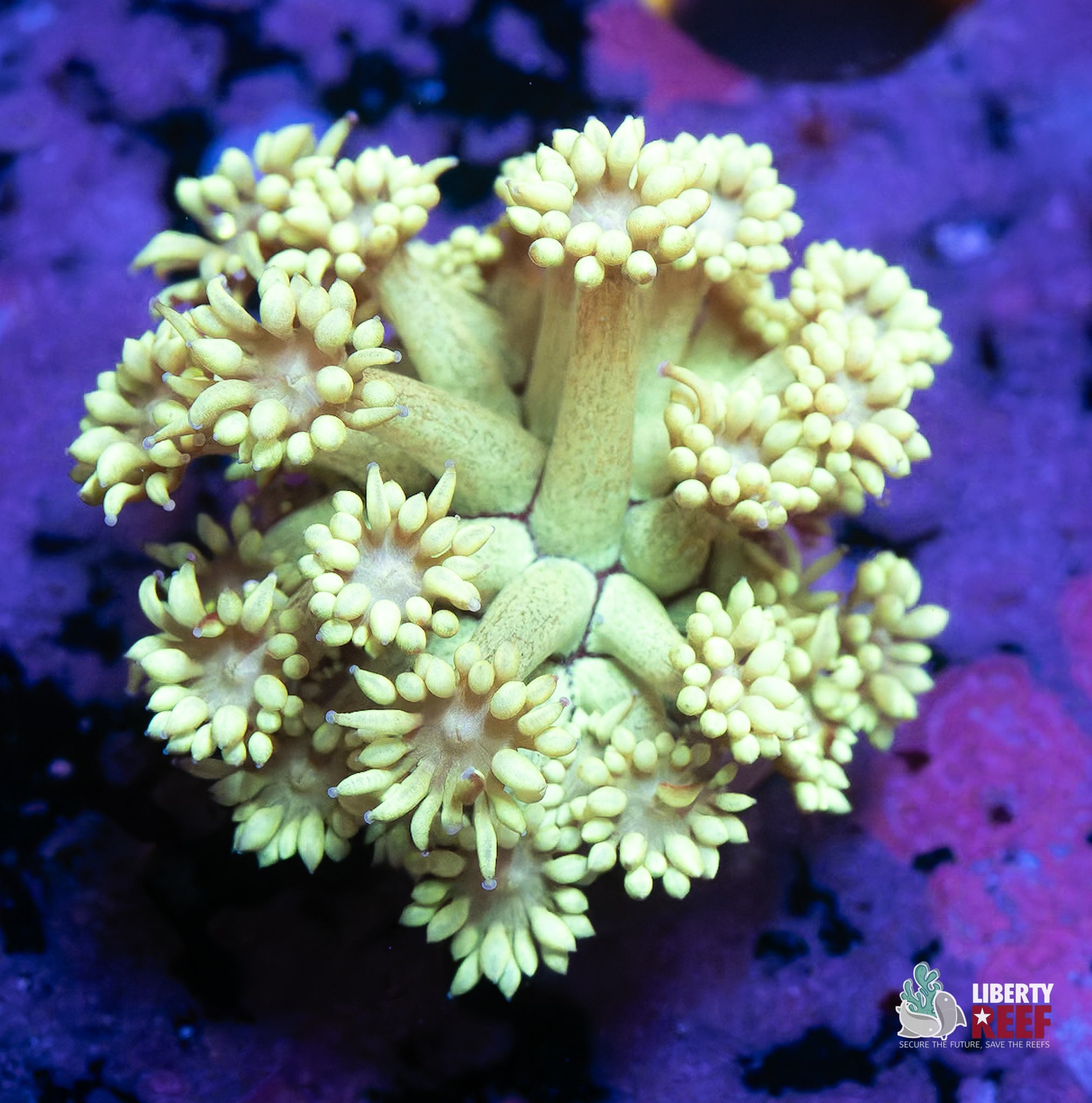 10/31 Online Auction