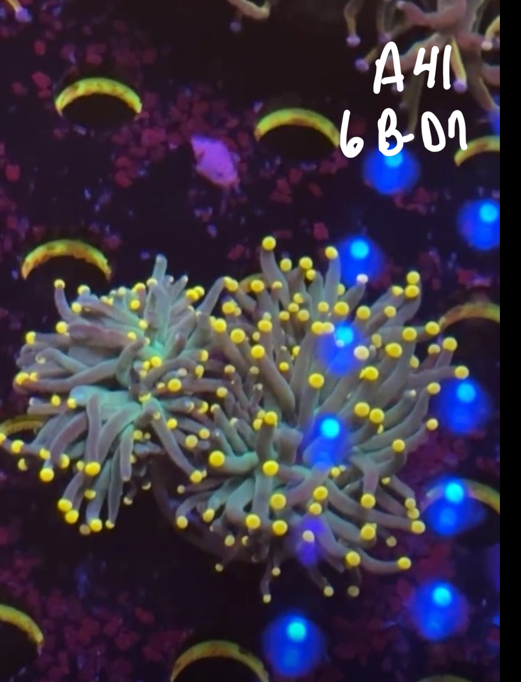 Kyle Grubb 10/25 Facebook Live Auction