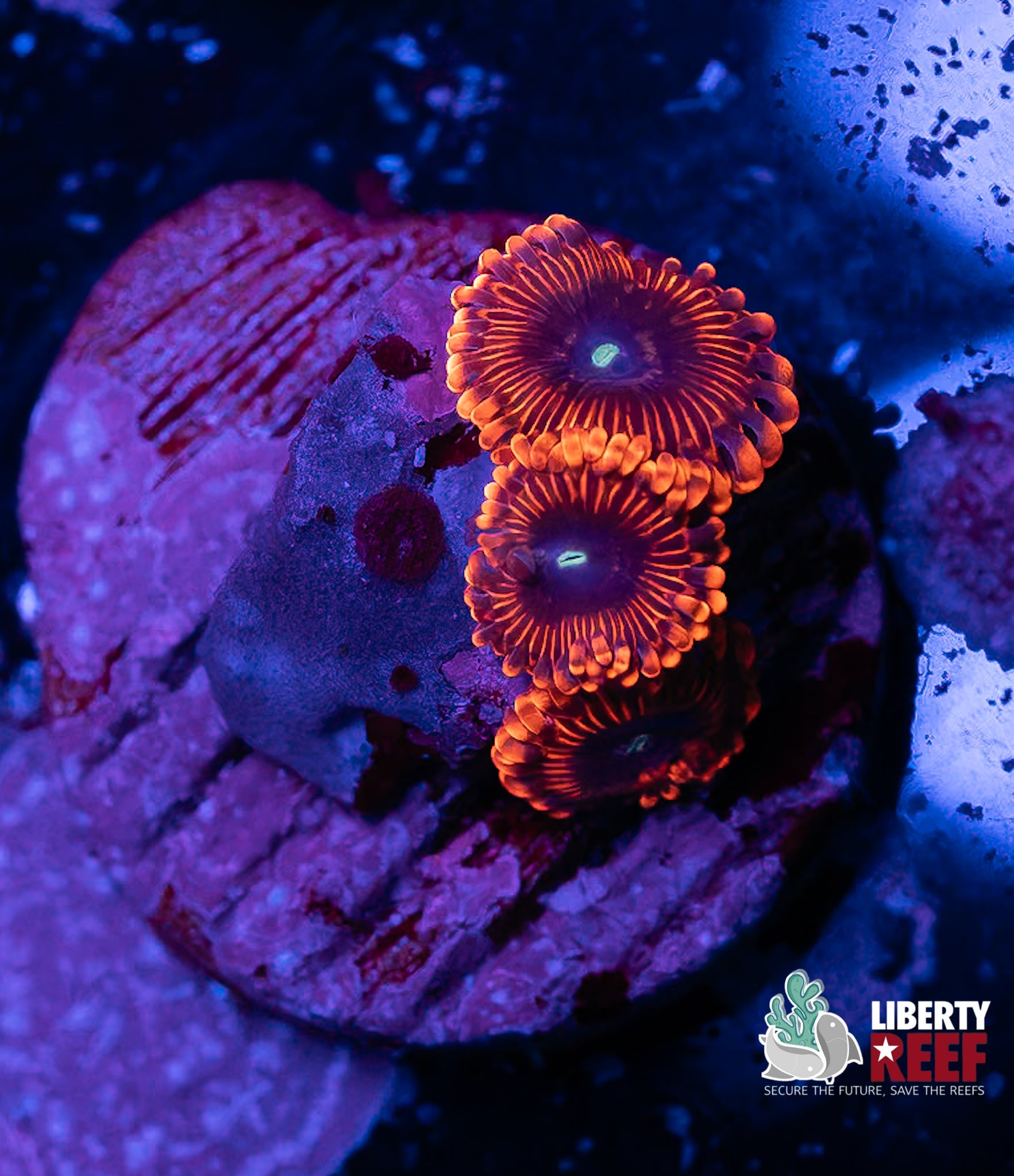Burnt Ember Zoas