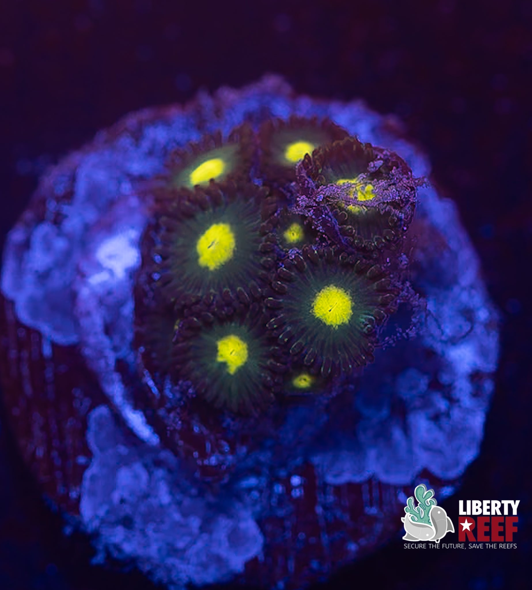 Night Fury Zoas