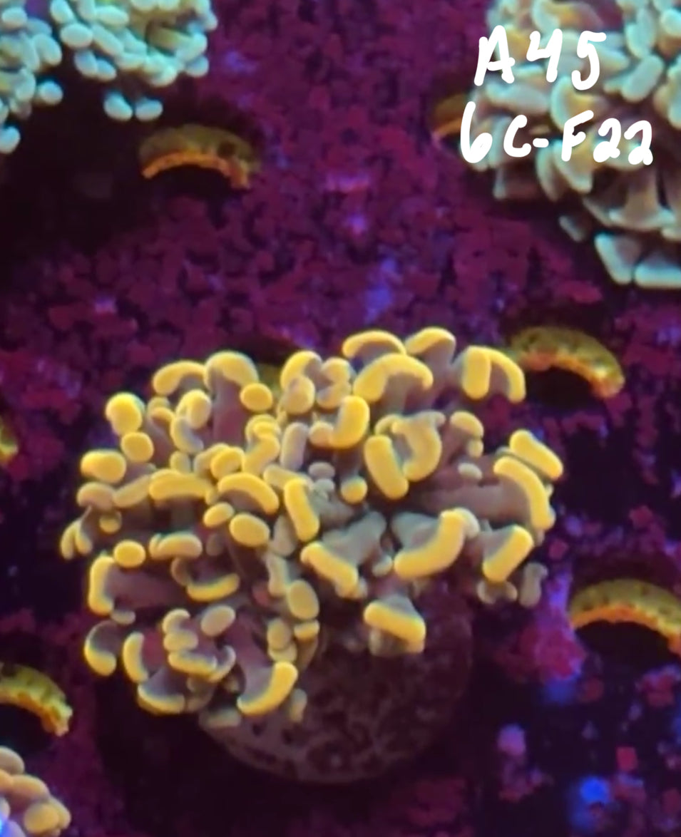 Karen Ritner 10/25 Facebook Live Auction