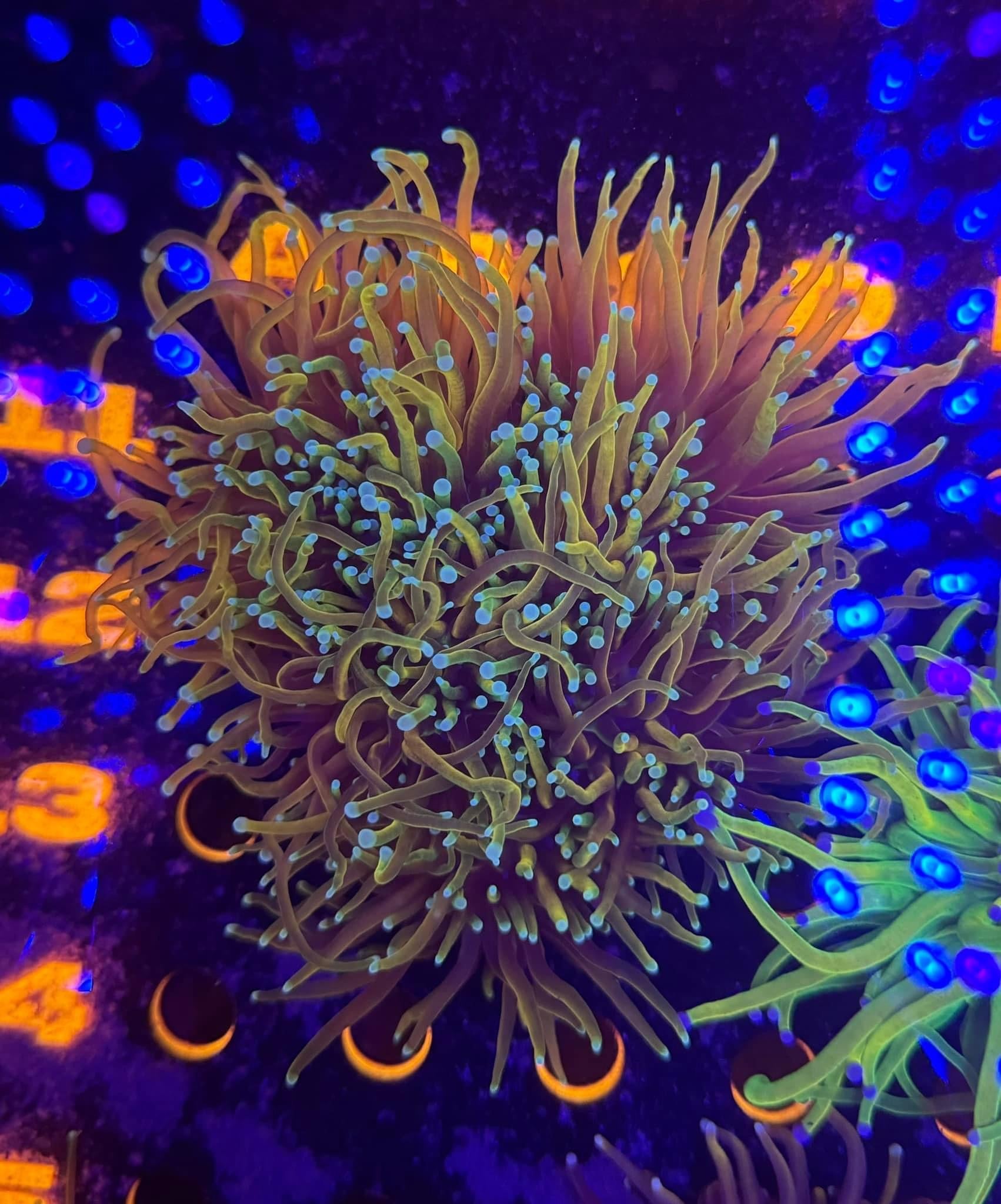 Ultra Freezerburn Torch Colony (5+Heads)