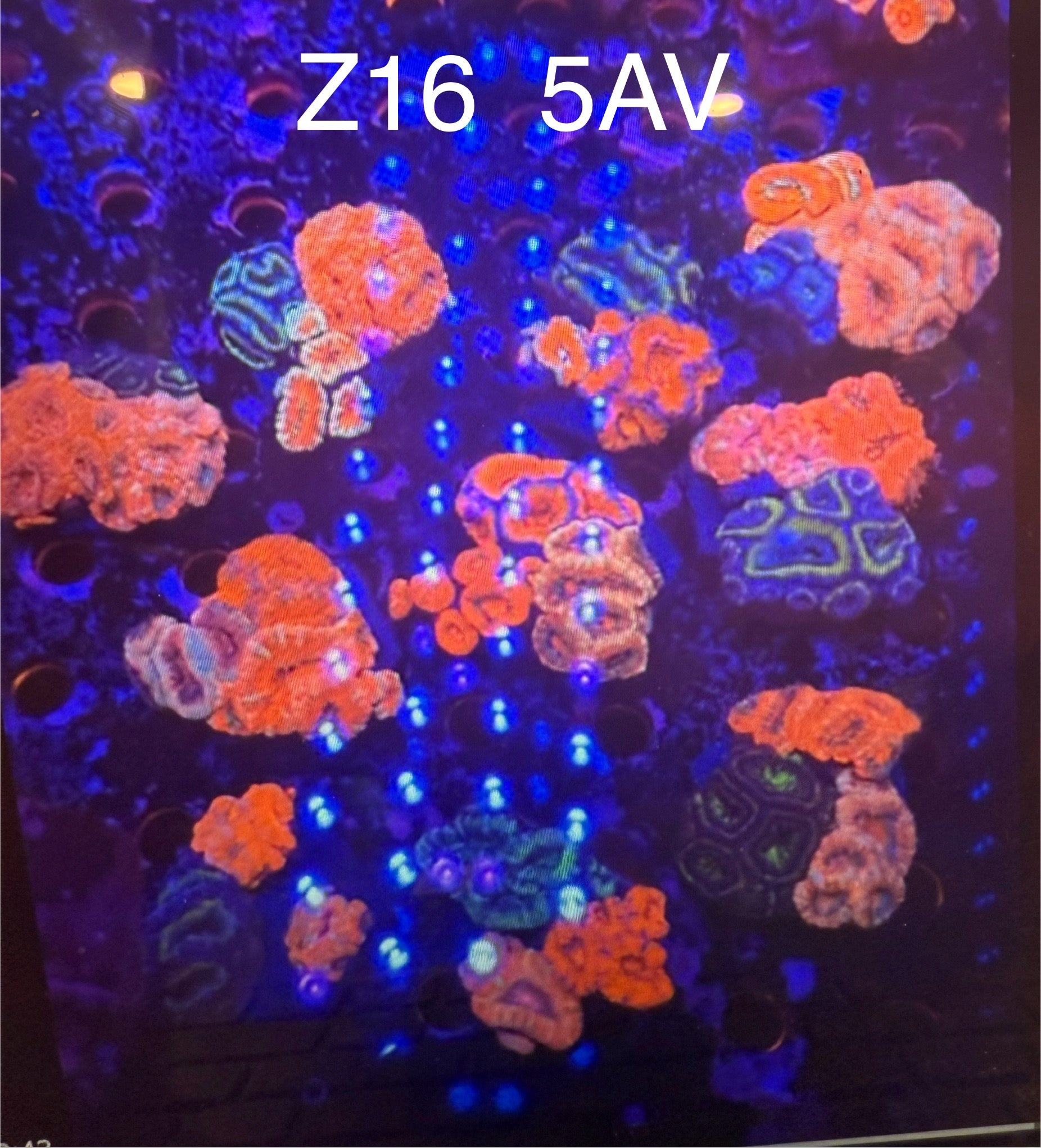 (Copy) 7/26 Facebook Live Auction