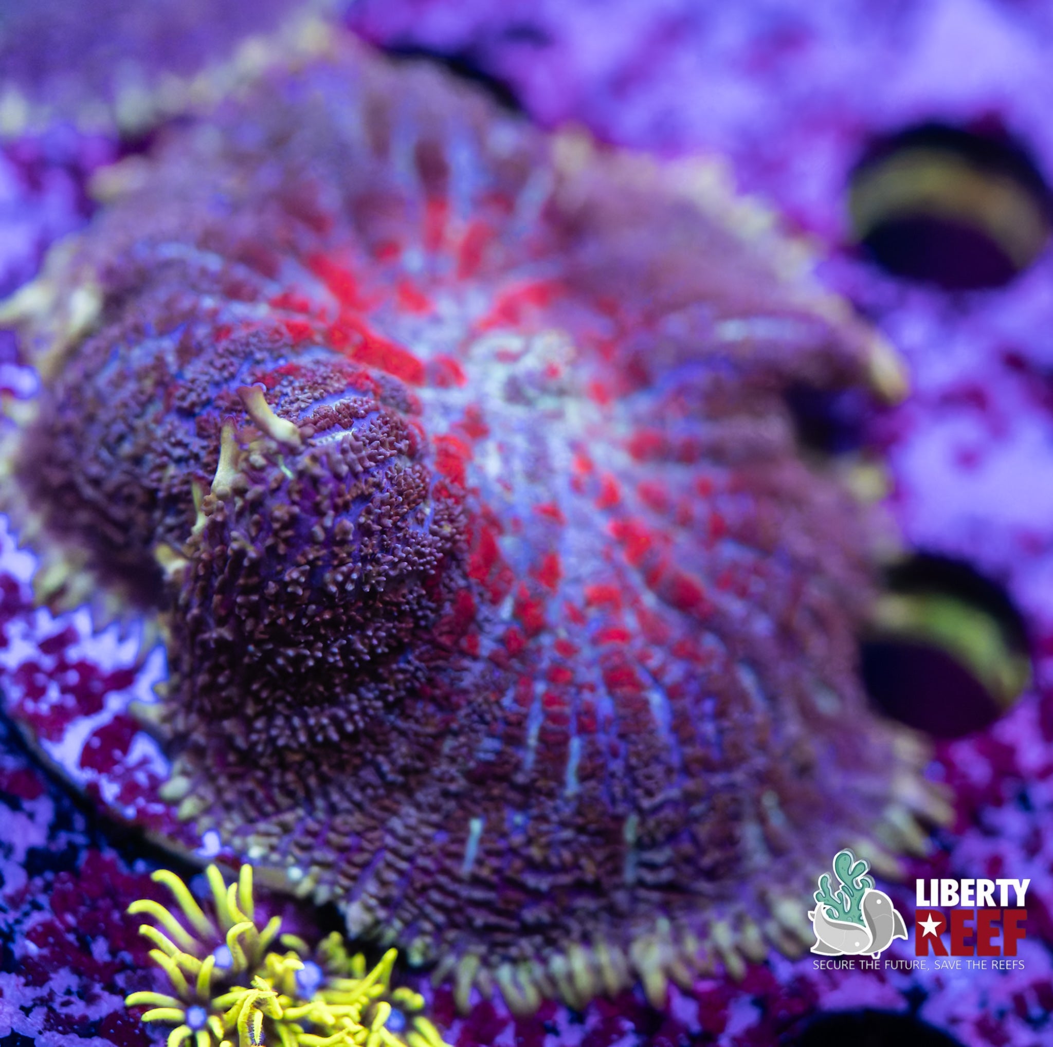 Tiger’s Blood Mushroom