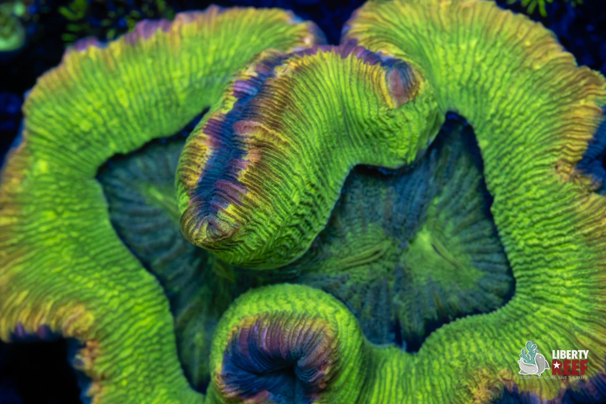 Chameleon Wellso