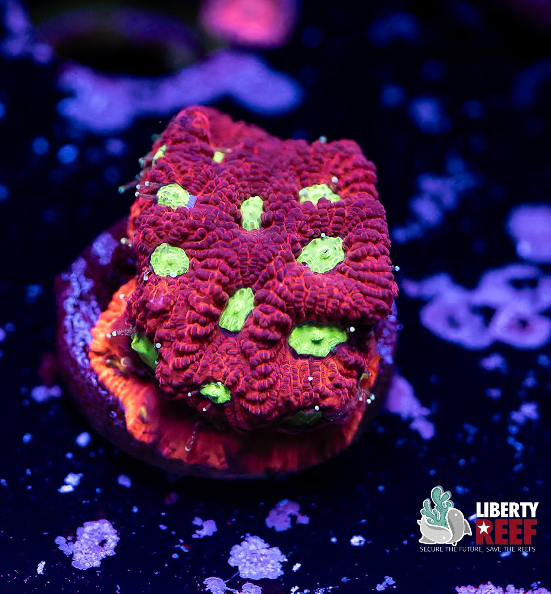 Liberty Reef Auction