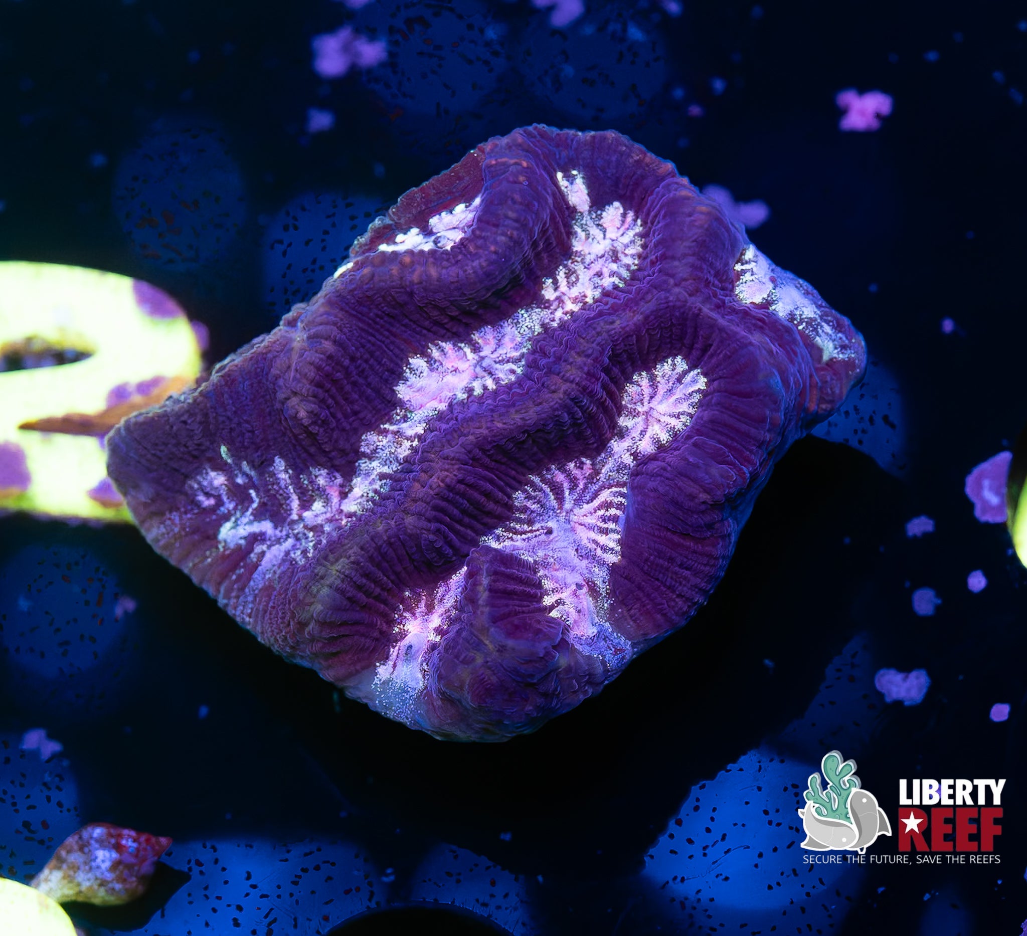 Purple Haze Maze Coral