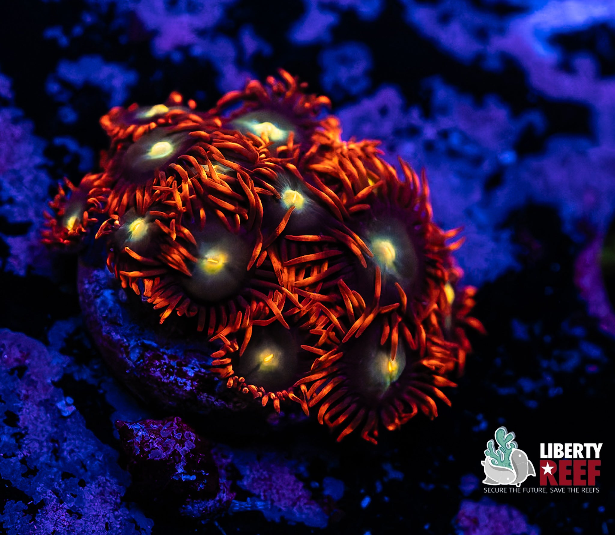 Punk Rockers Zoas