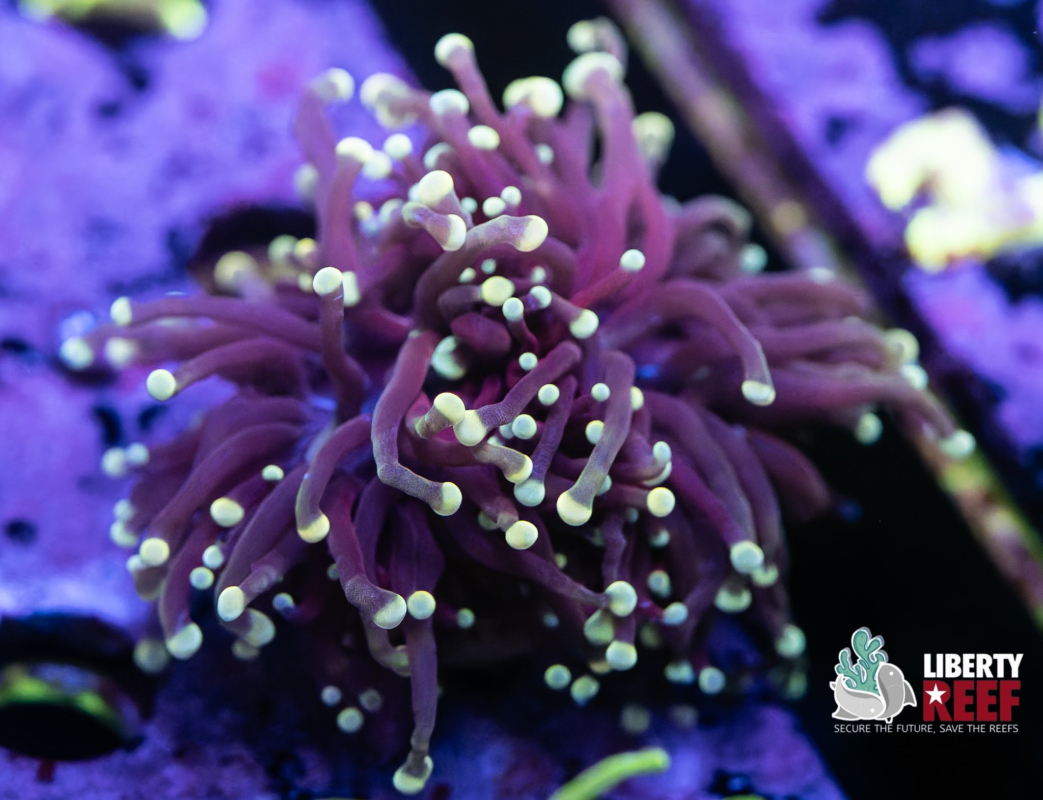 Blacklight Torch