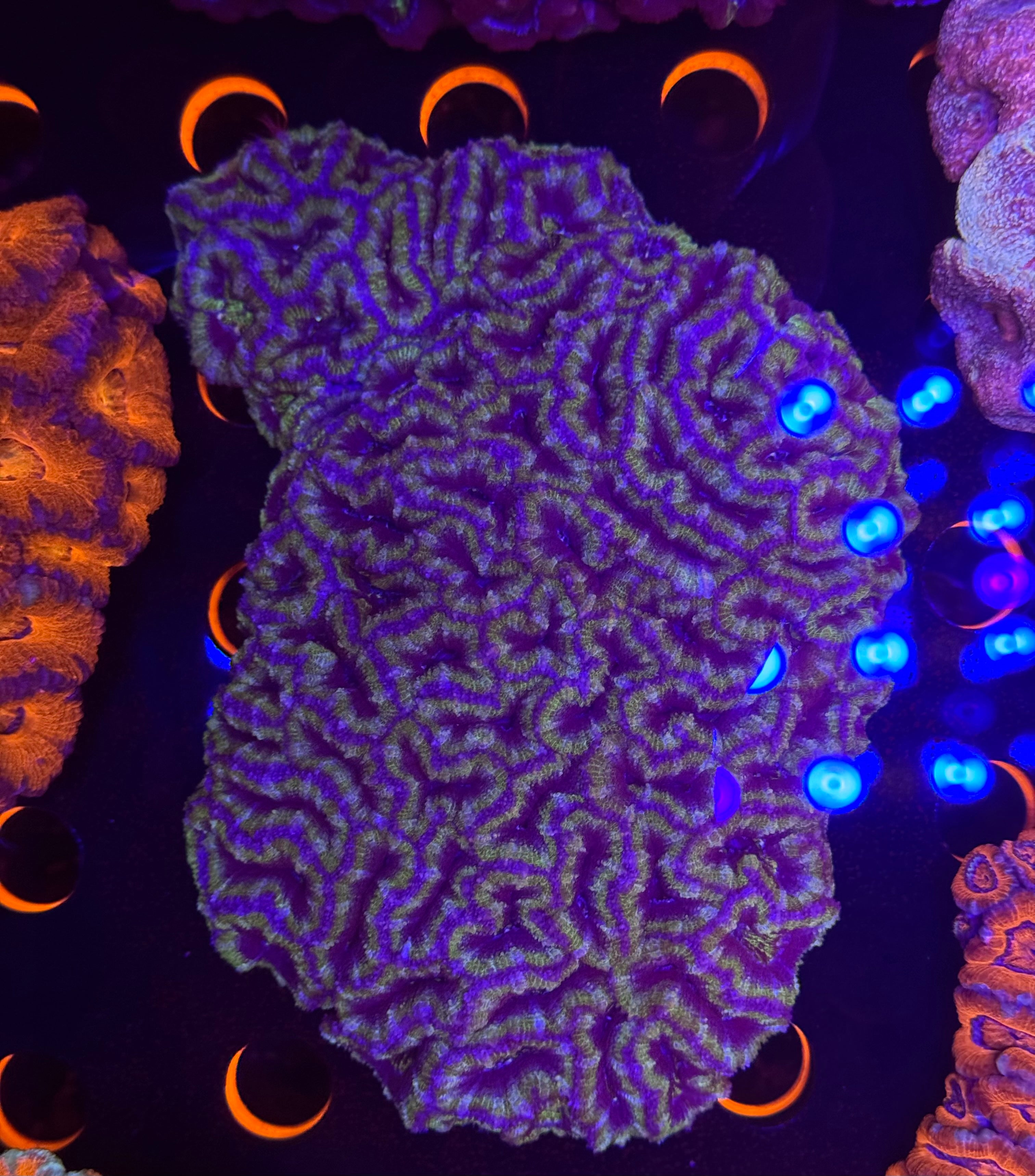 XL Green & Purple Acan Colony