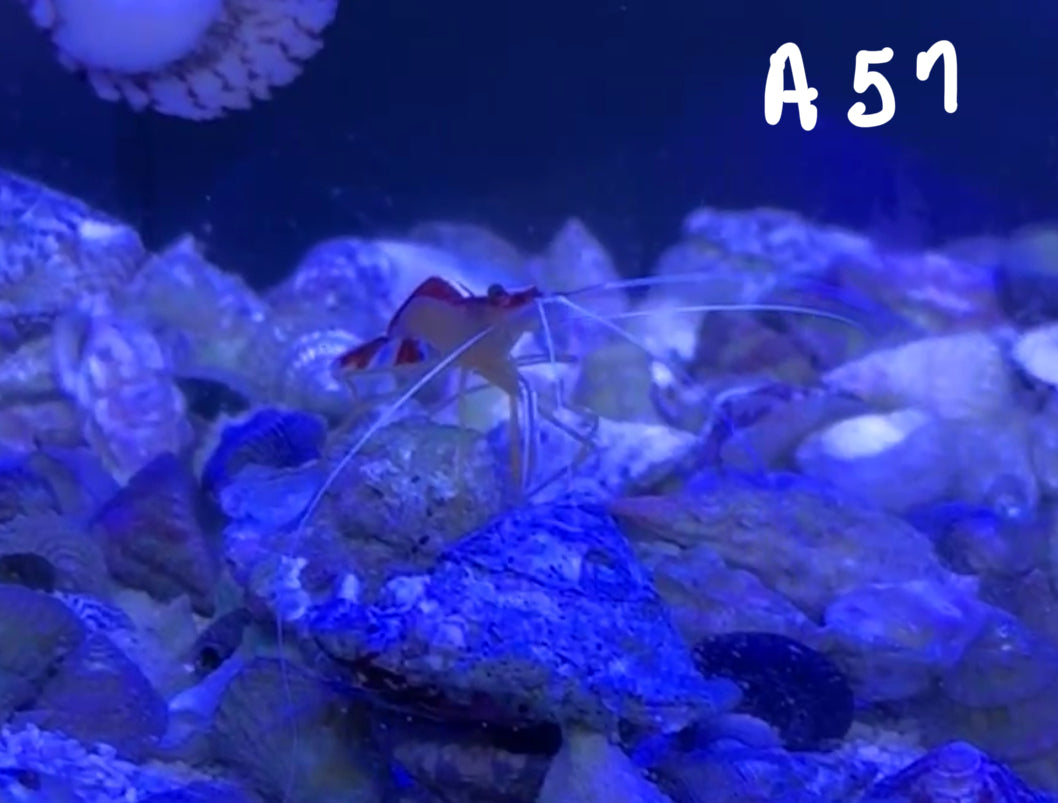 Dillon Blind 10/25 Facebook Live Auction