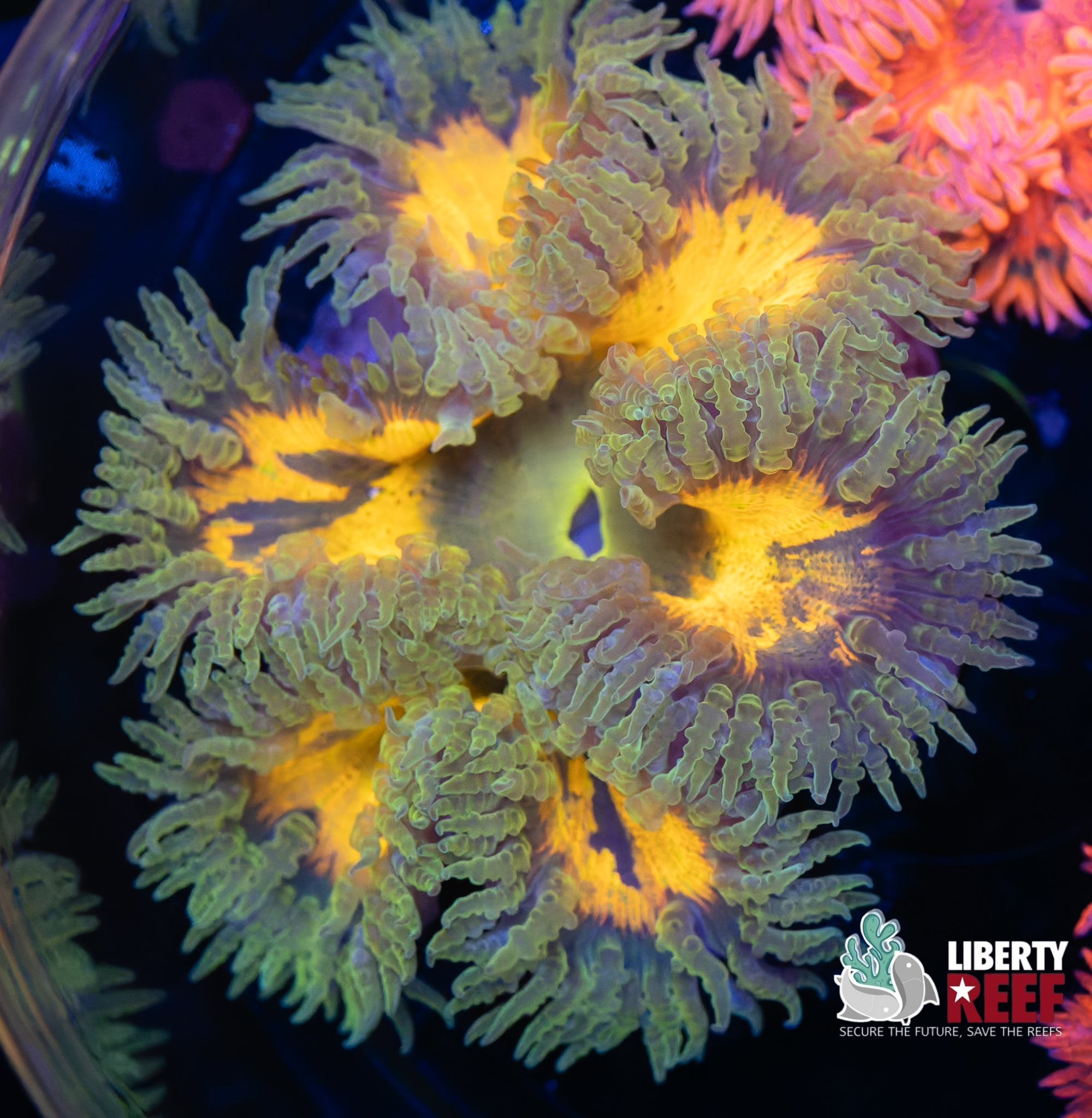 Insane Ultra Rock Flower Anemone