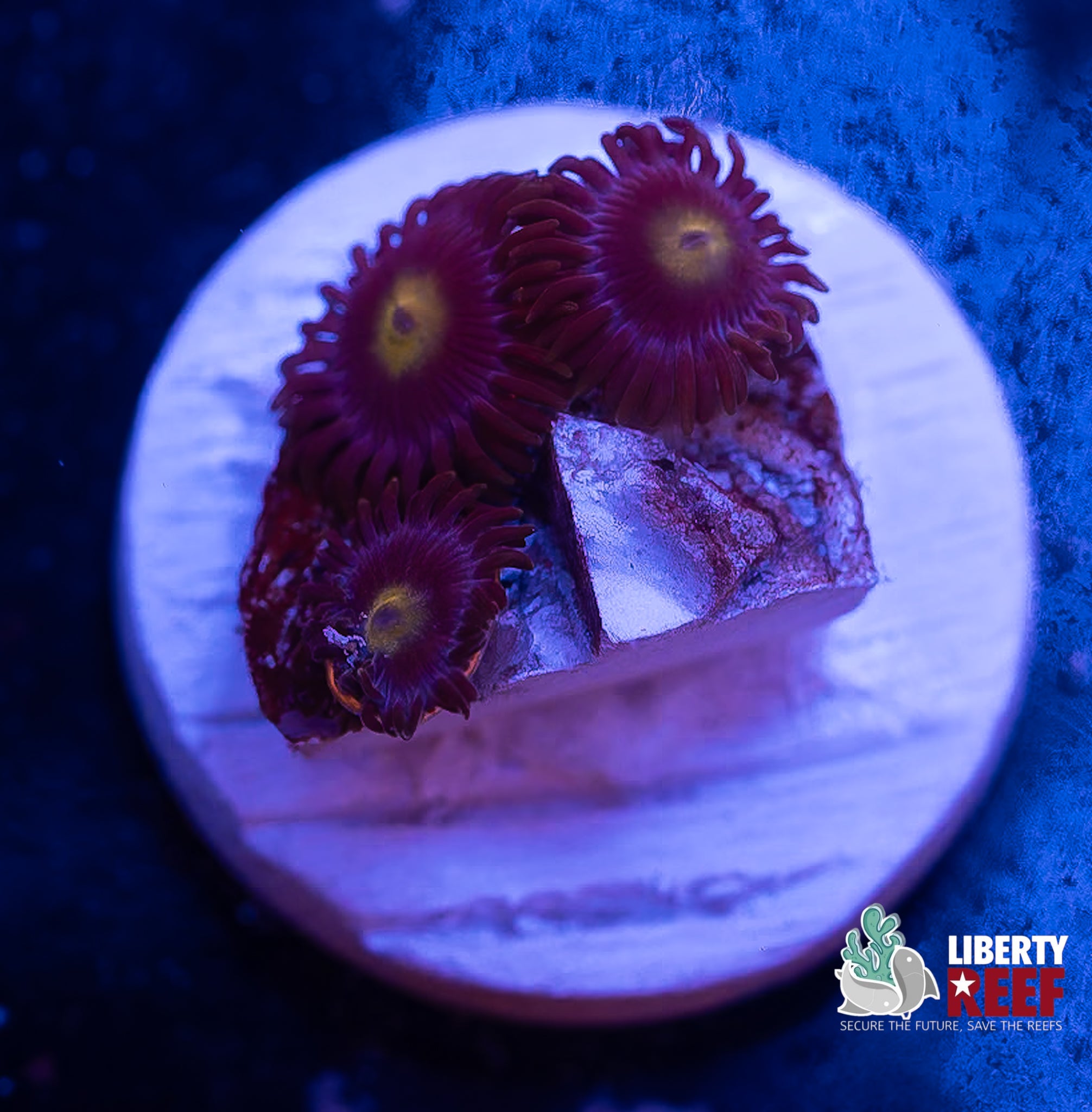 Cookie Monster Zoas