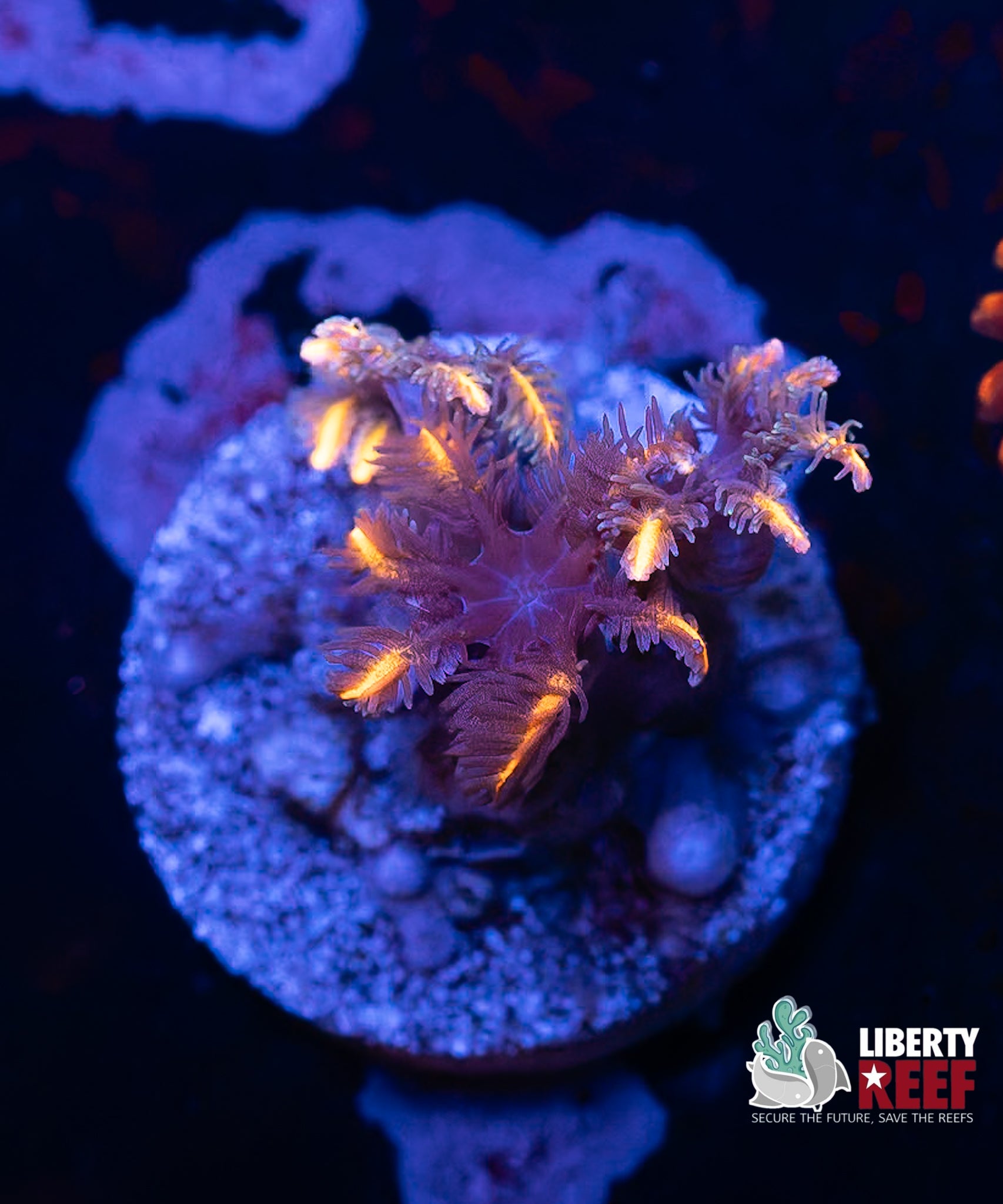 Firework Clove Polyps