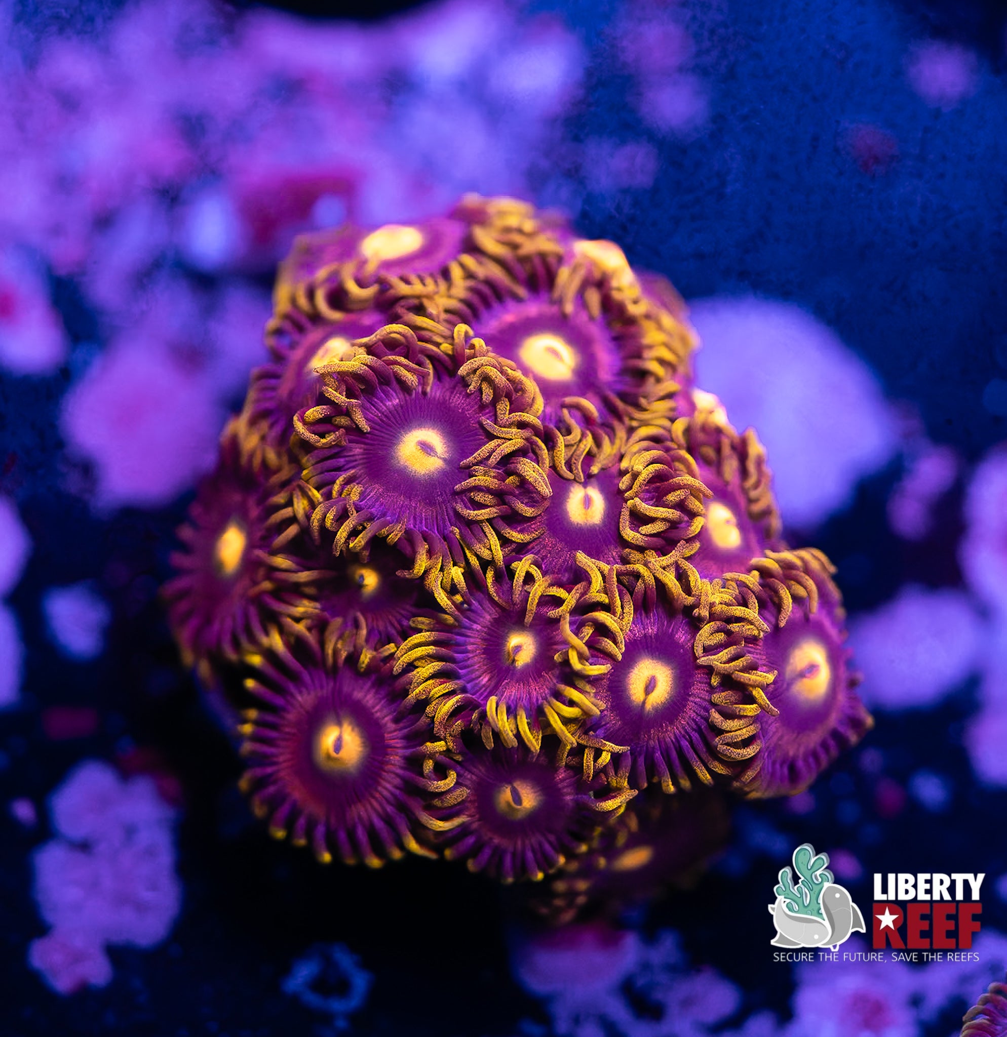 Laser Lemon Morph Zoas