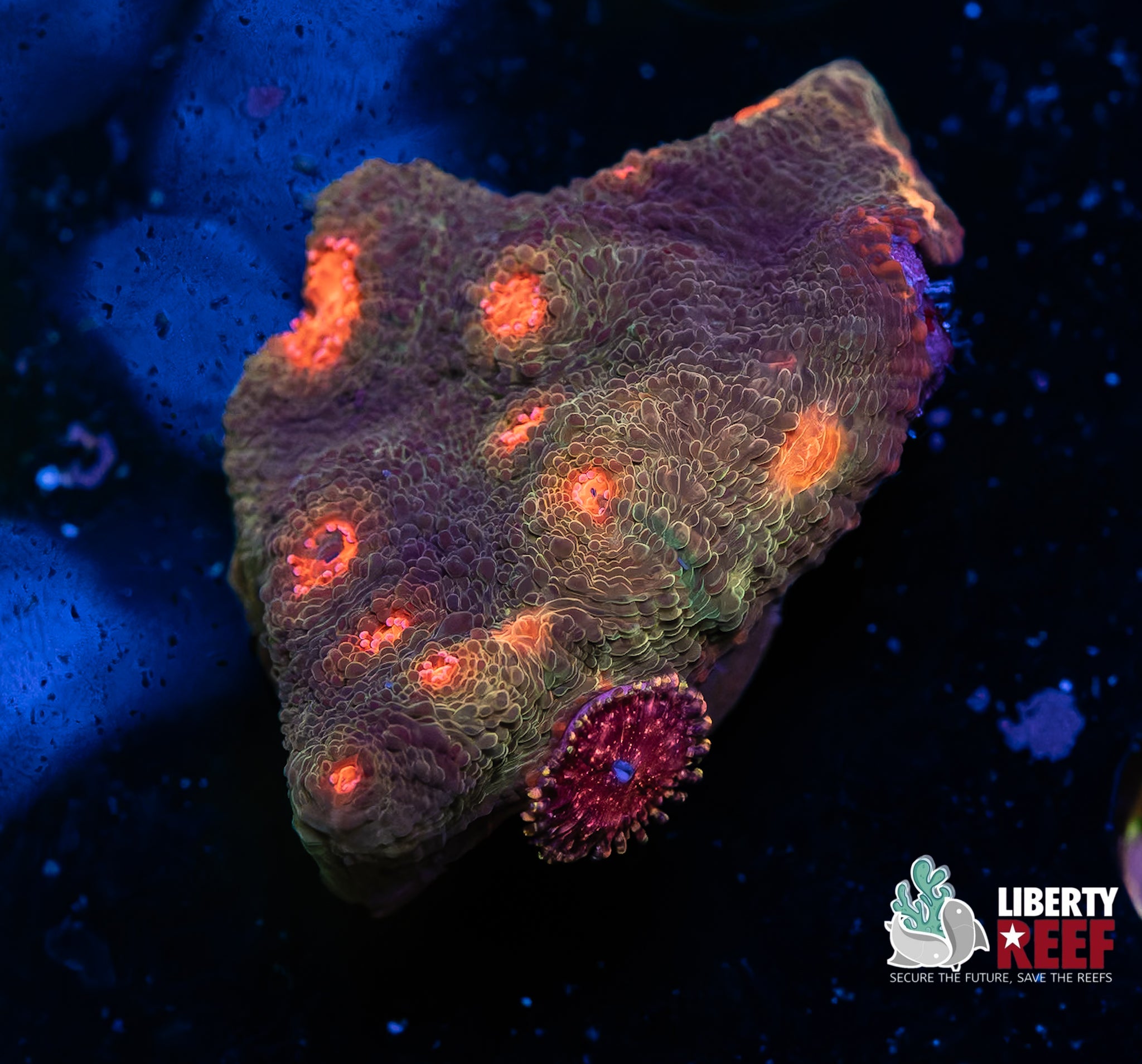 Hades Inferno Chalice w/Wicked Zoa