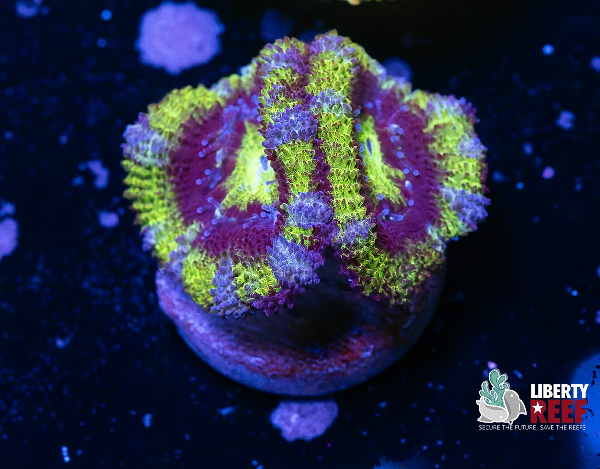 Alien Stitch Acans