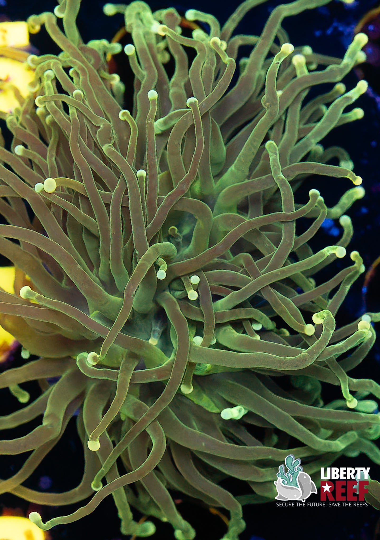 Malaysian Lemon Lime Torch
