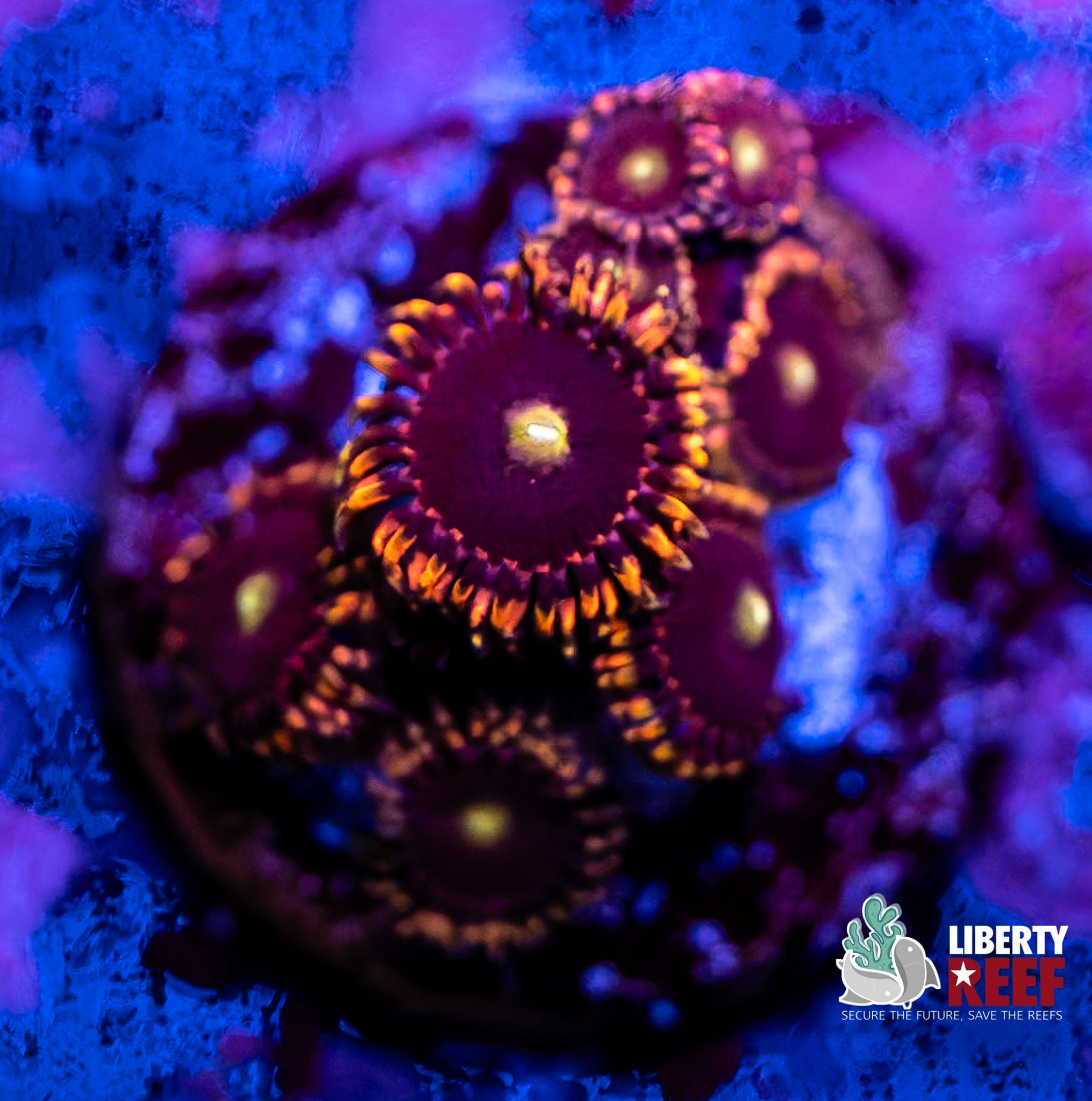 Big R Bozo Zoas