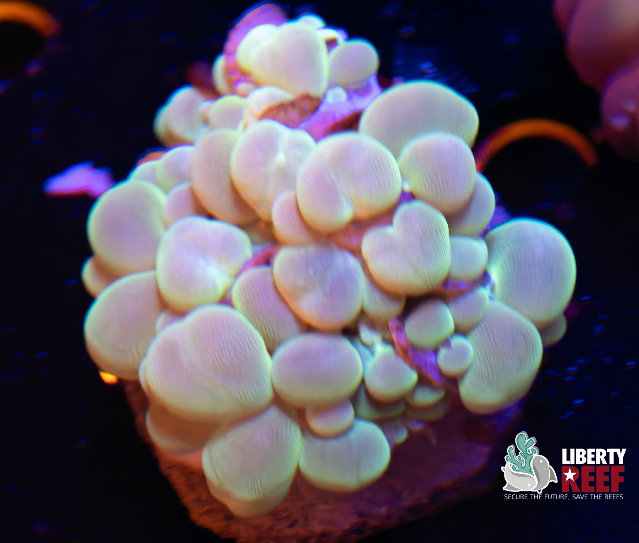 Biota Pearl Bubble Coral