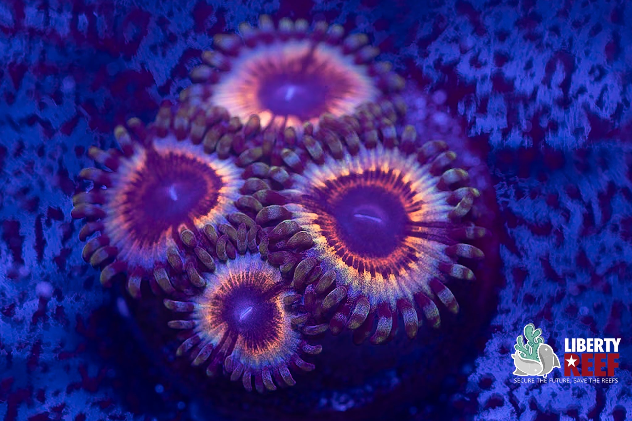 Sonic Flare Zoas