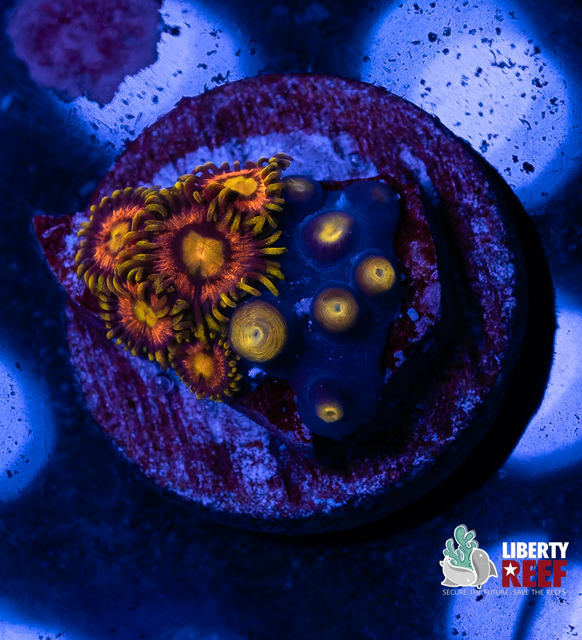 Laser Lemon Zoas