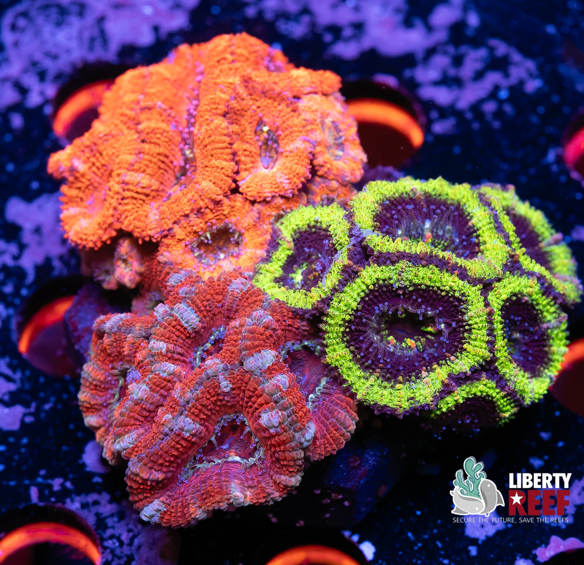 Ultra Acan Garden