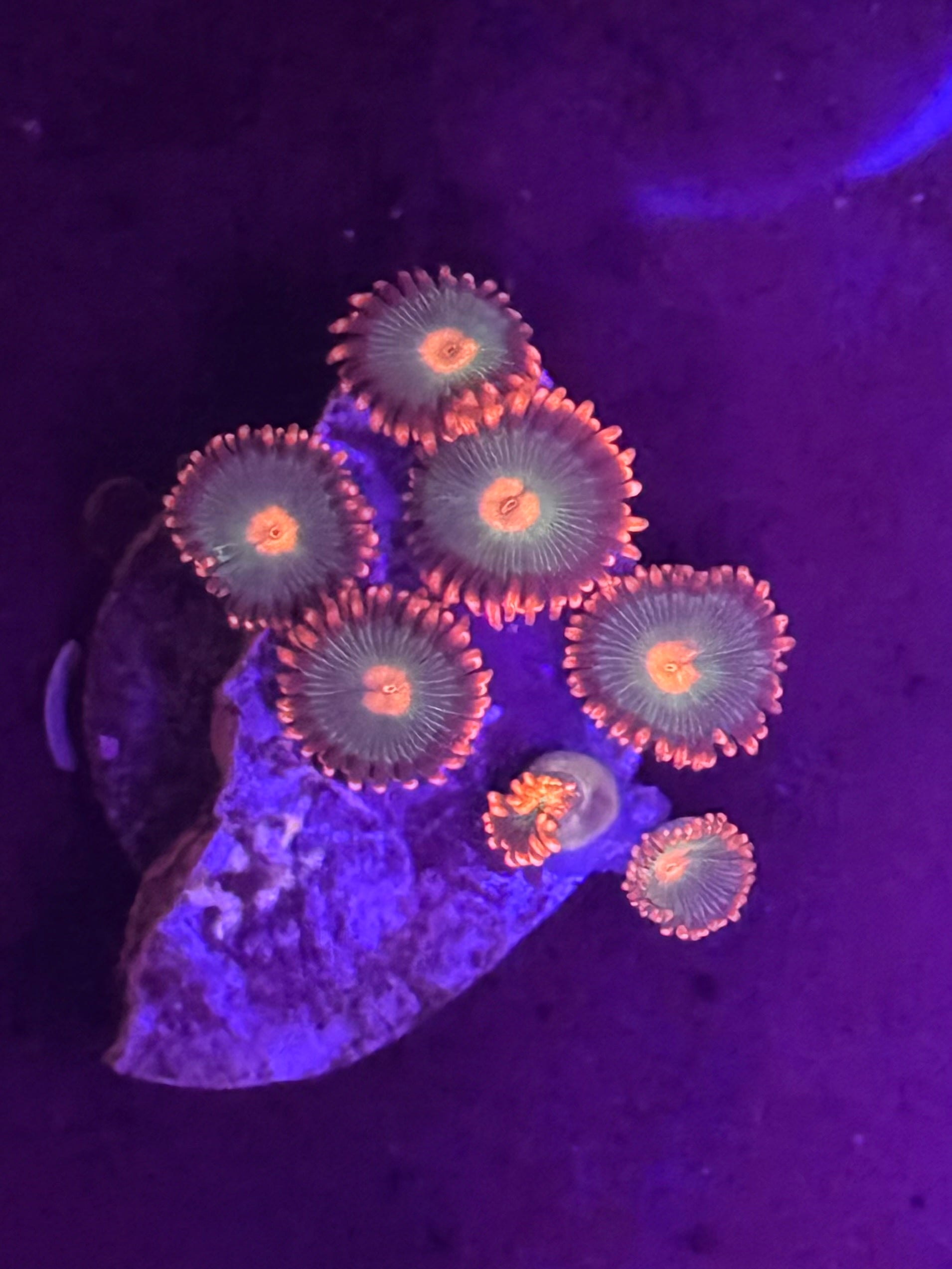 Gatorade Zoas