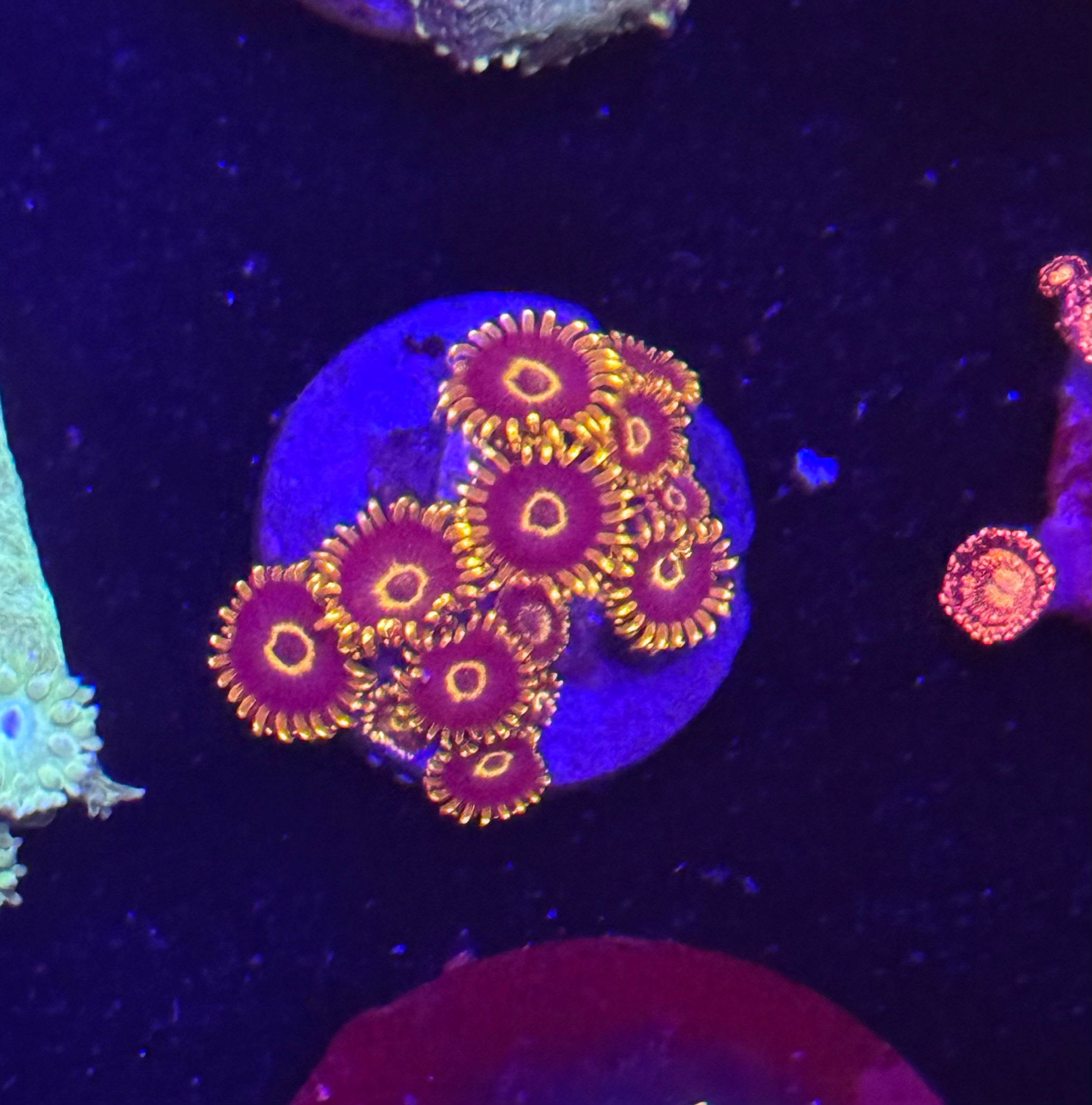 Yellow Hornet Zoas