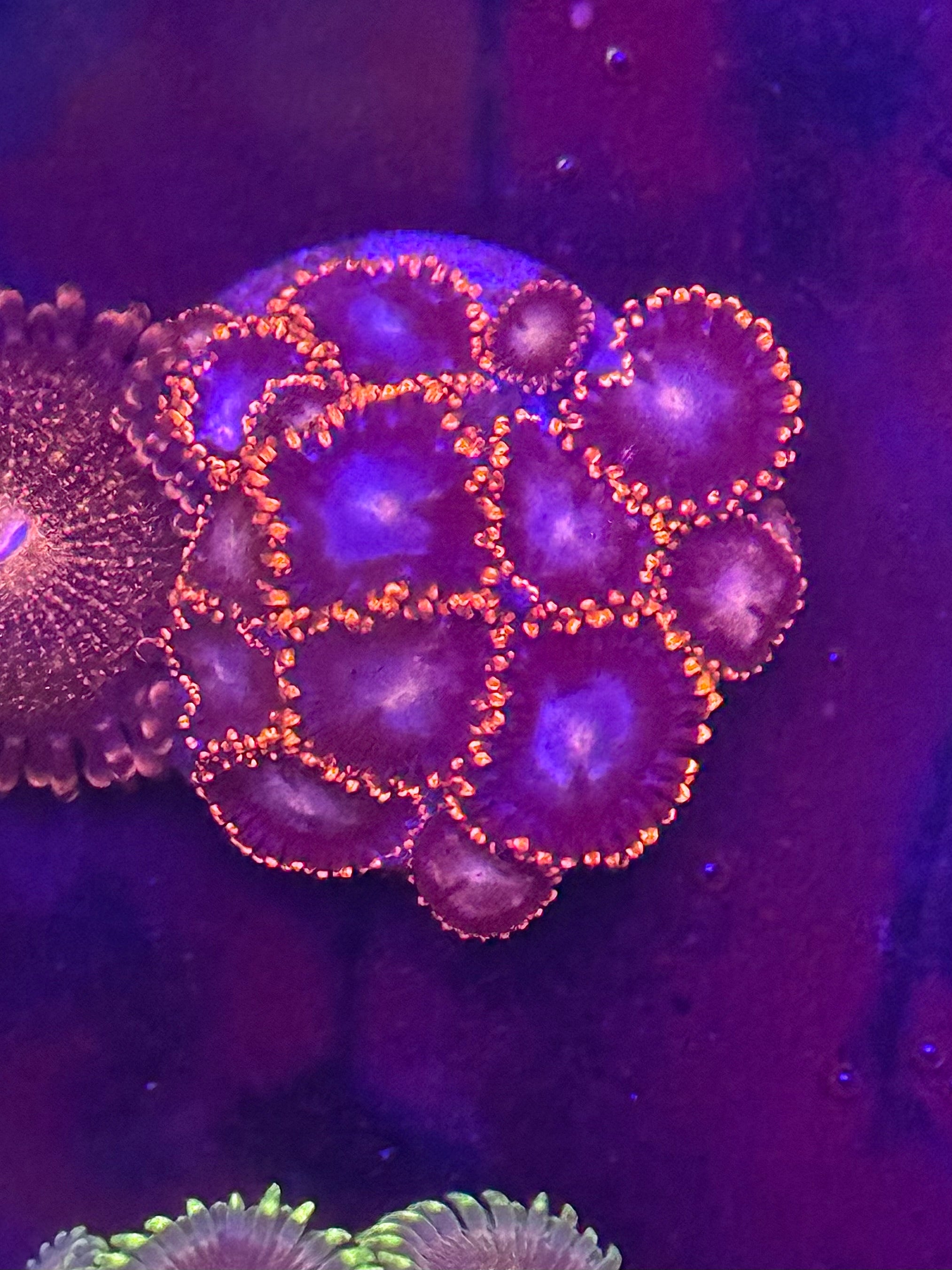 Fire & Ice Zoas