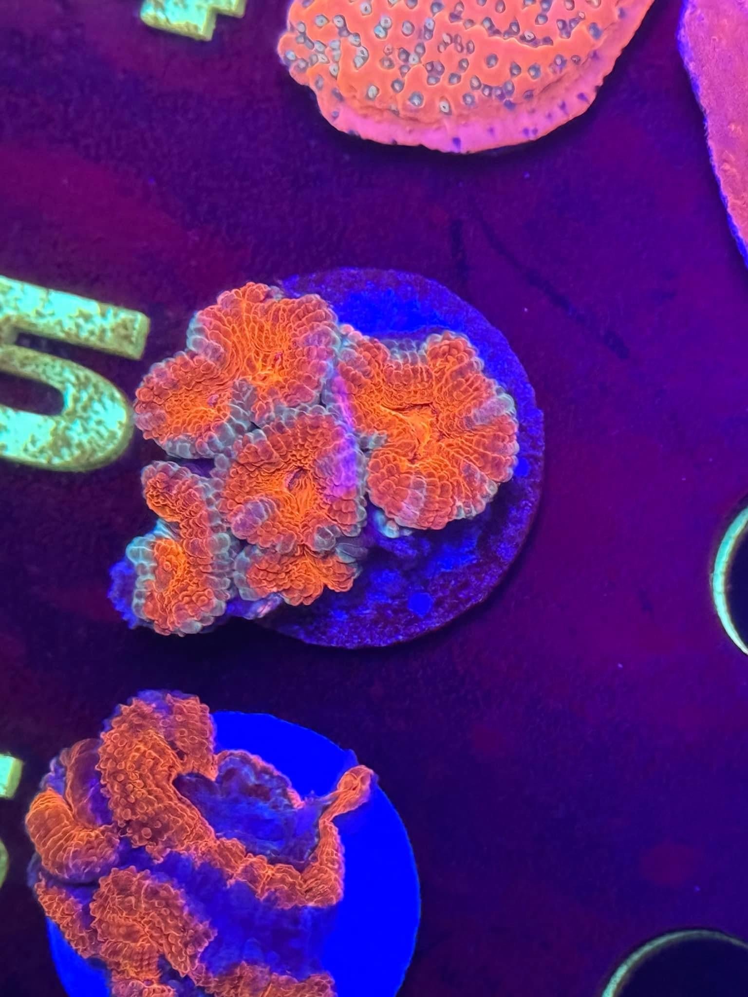 Ultra Acan Frag