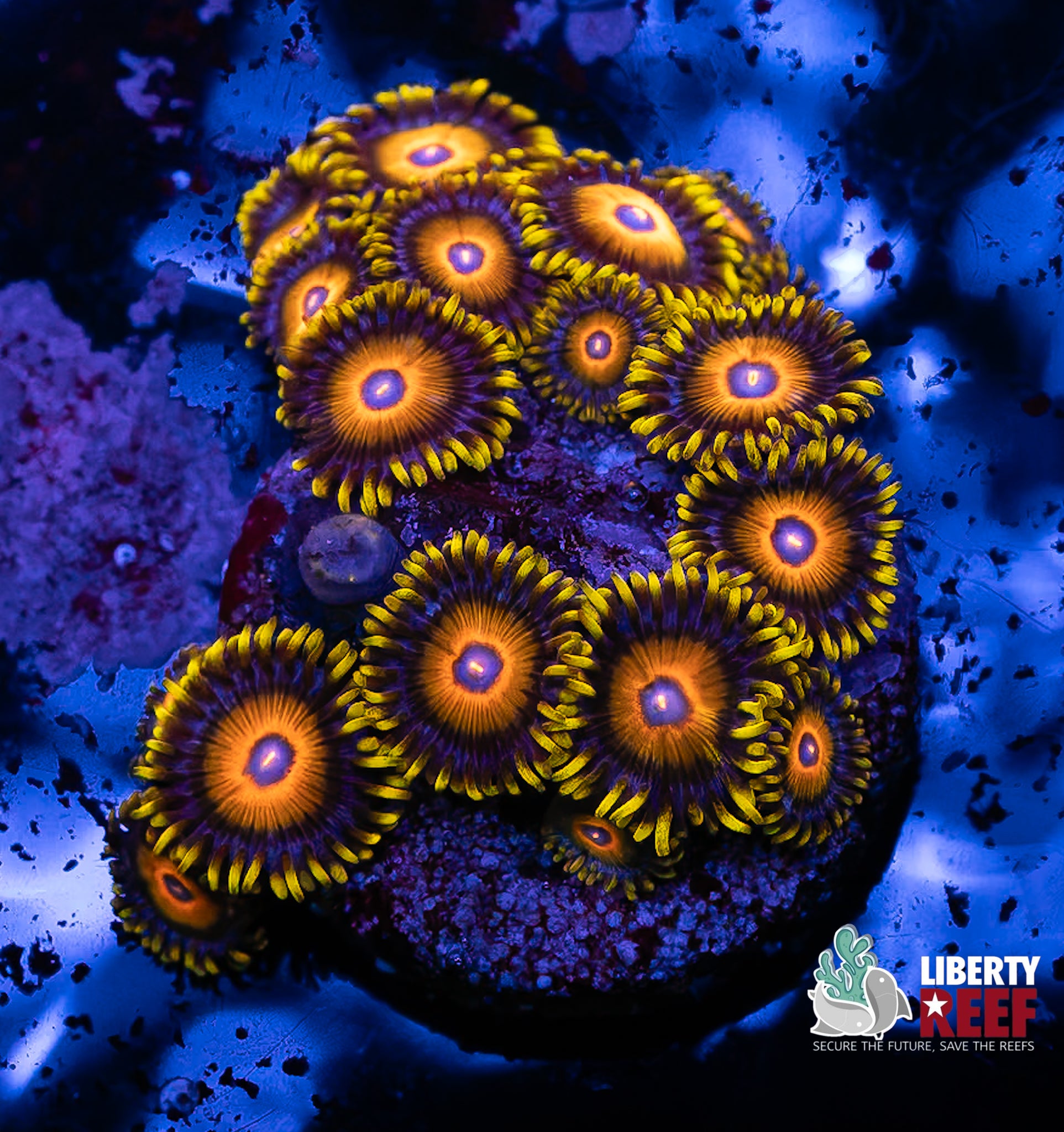 Scrambled Eggs Zoas