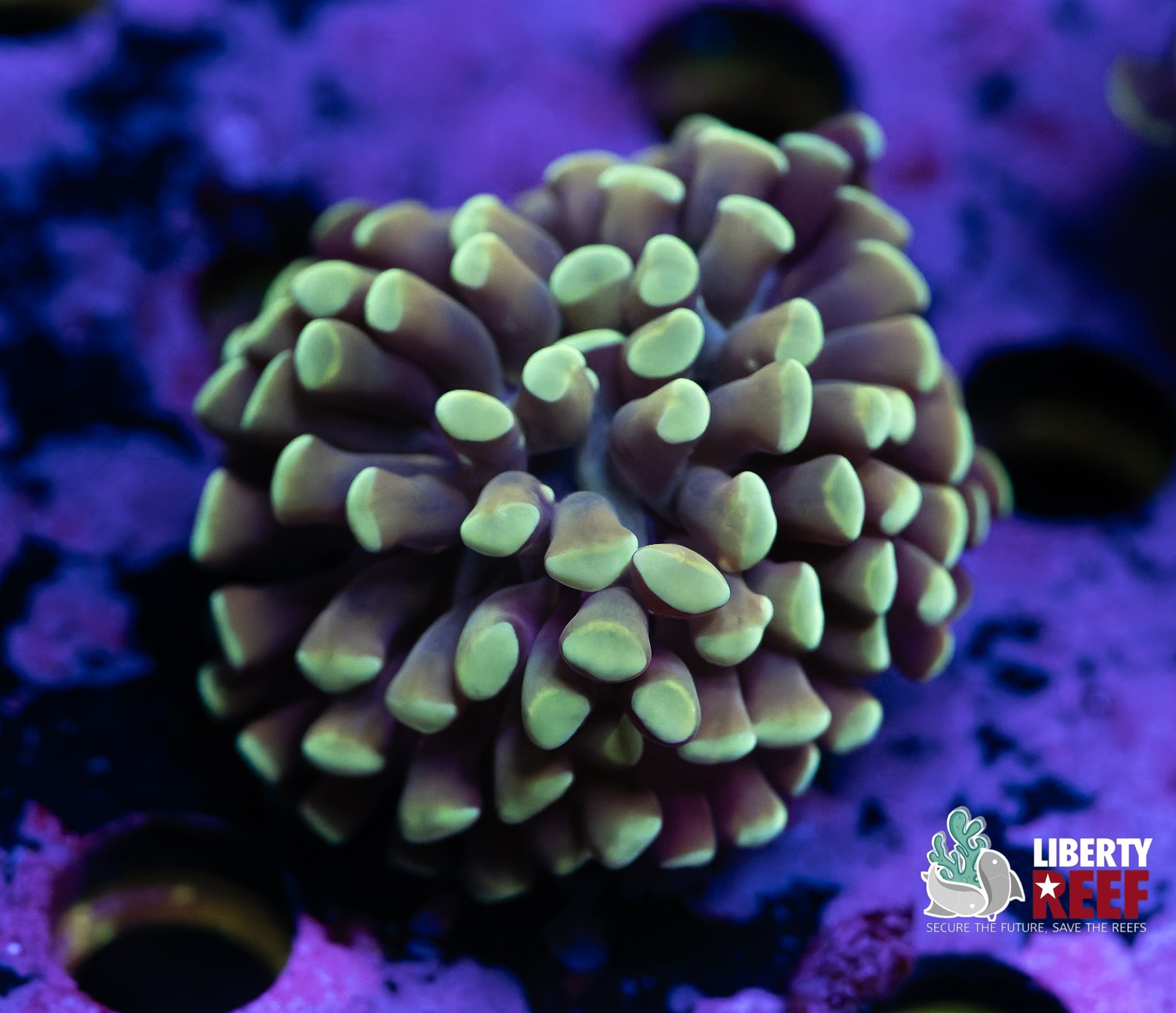 Liberty Reef Auction
