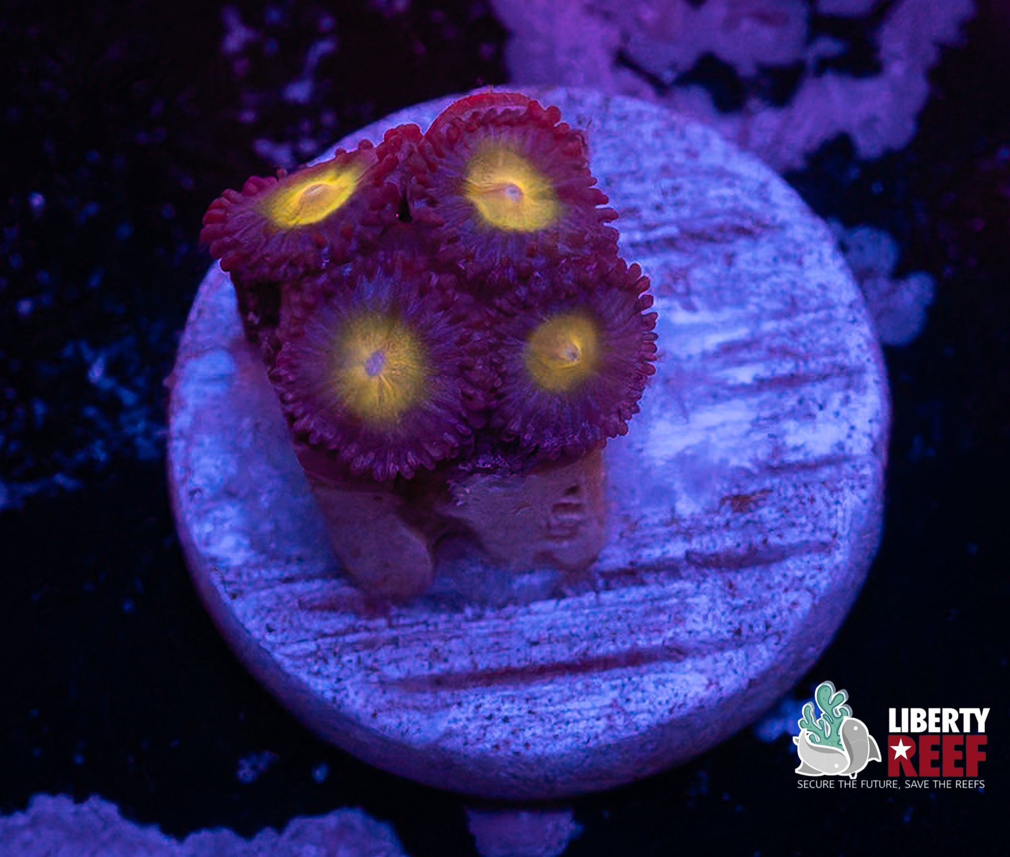WWC AOI Zoas