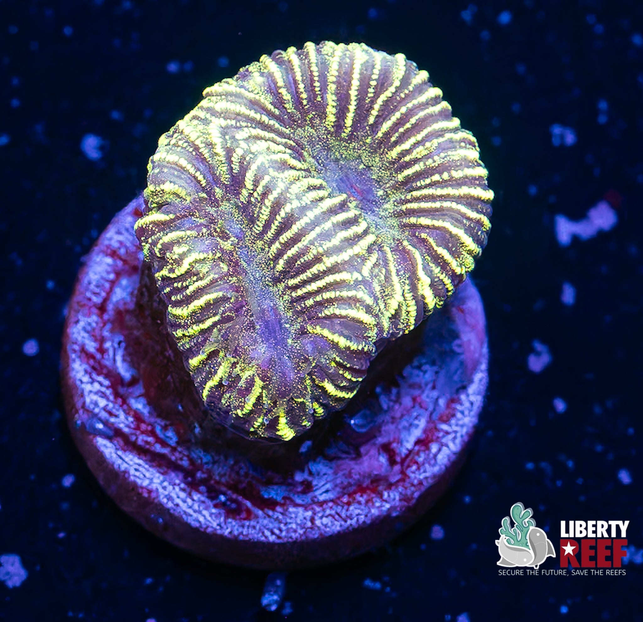 Predator Blood Favia