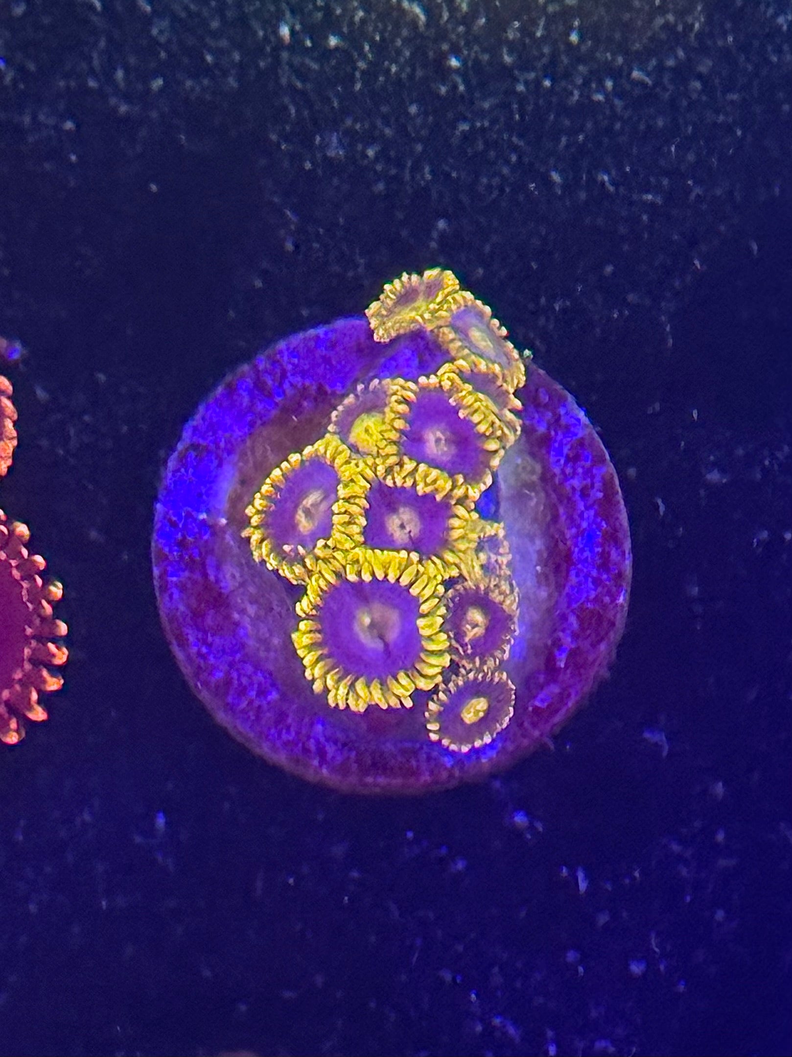 Blueberry Fields Zoas