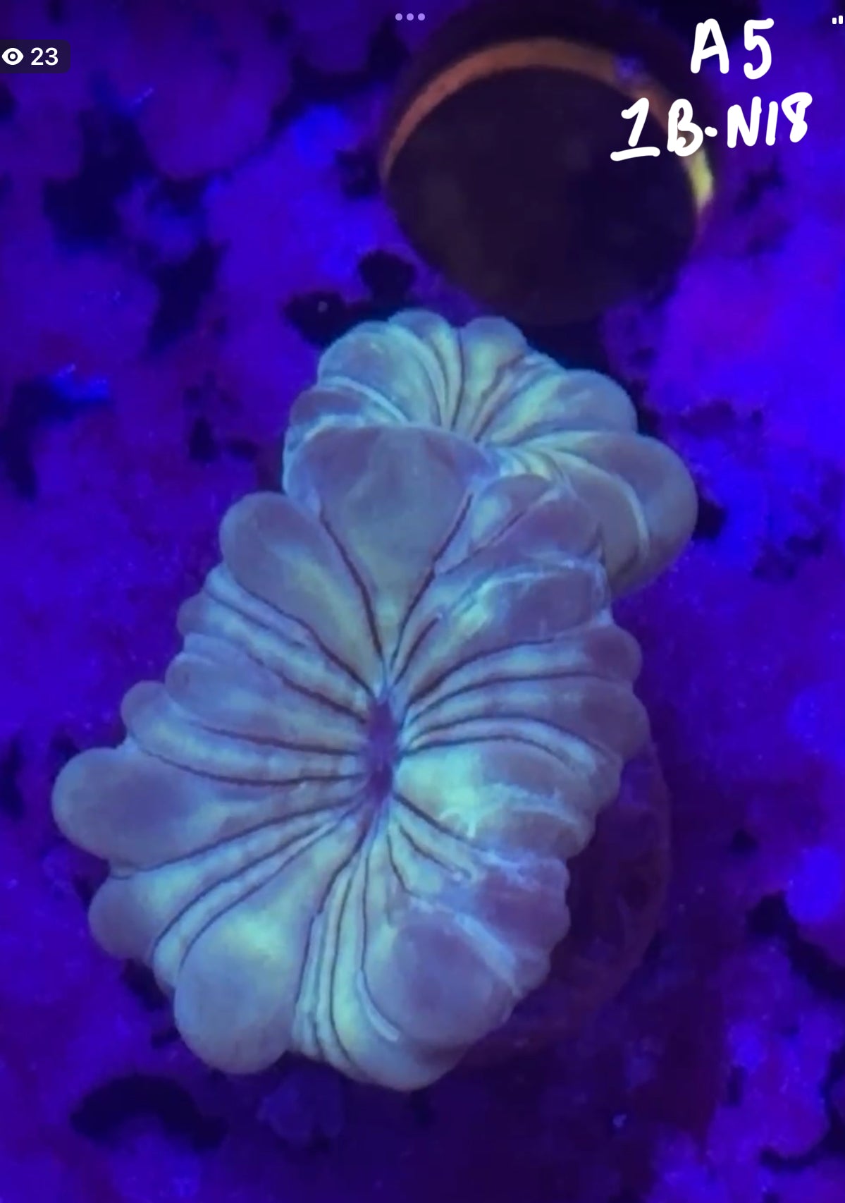 AJ Pagan10/18 Facebook LiveAuction