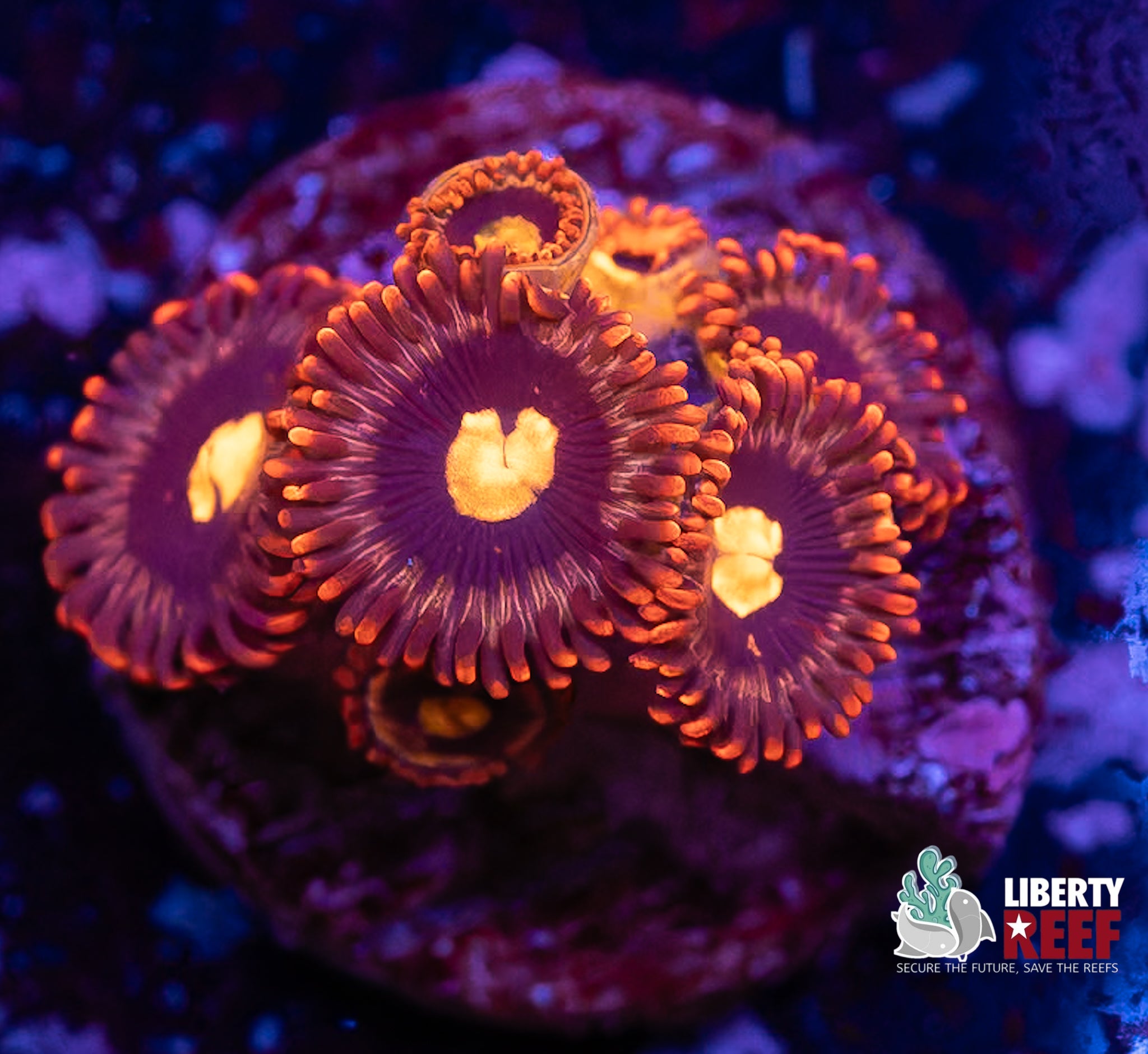 LCB Buckey Zoas